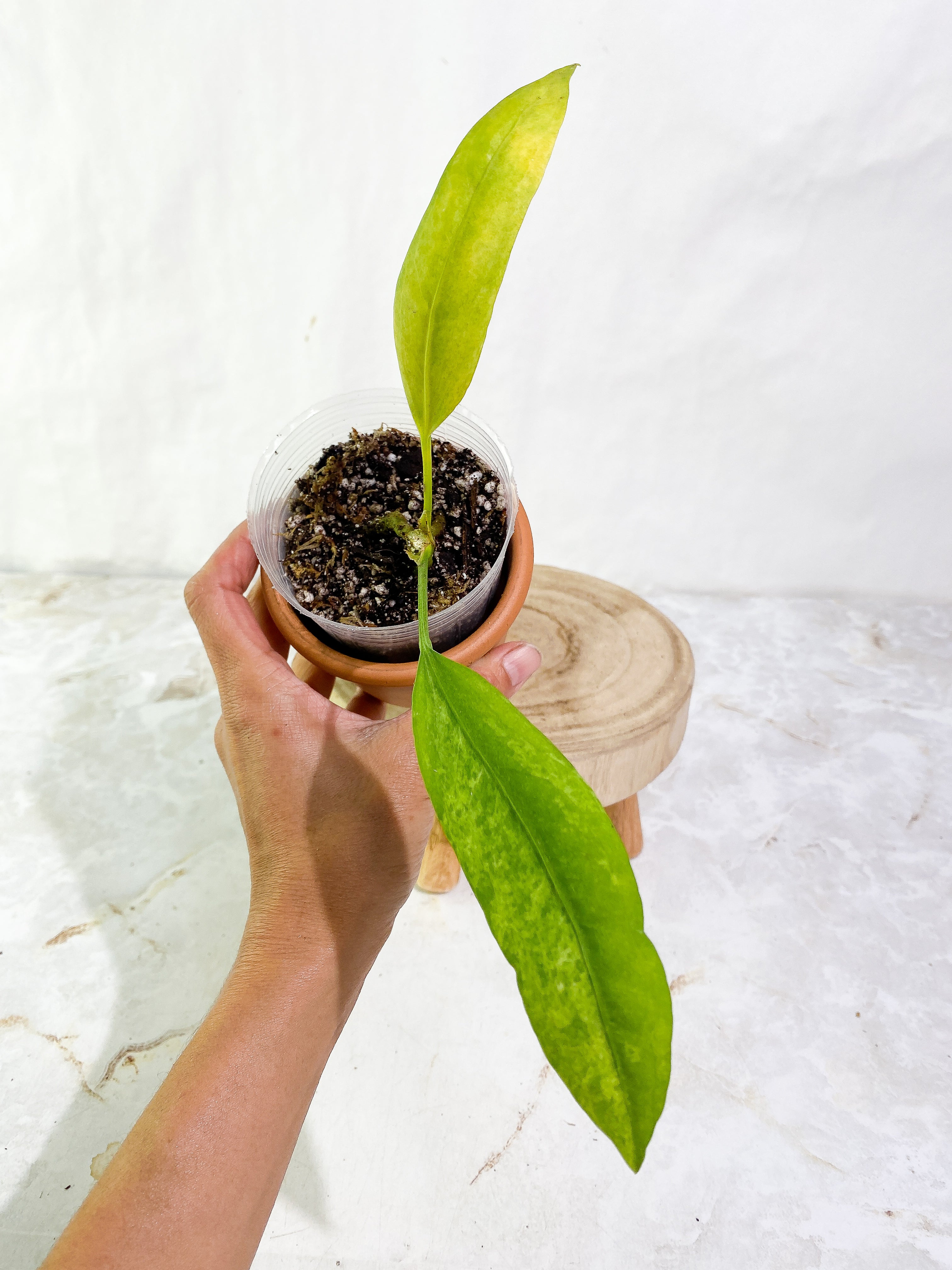 Anthurium vittarifolium variegated =Rooted 2 leaves  Highly Variegated