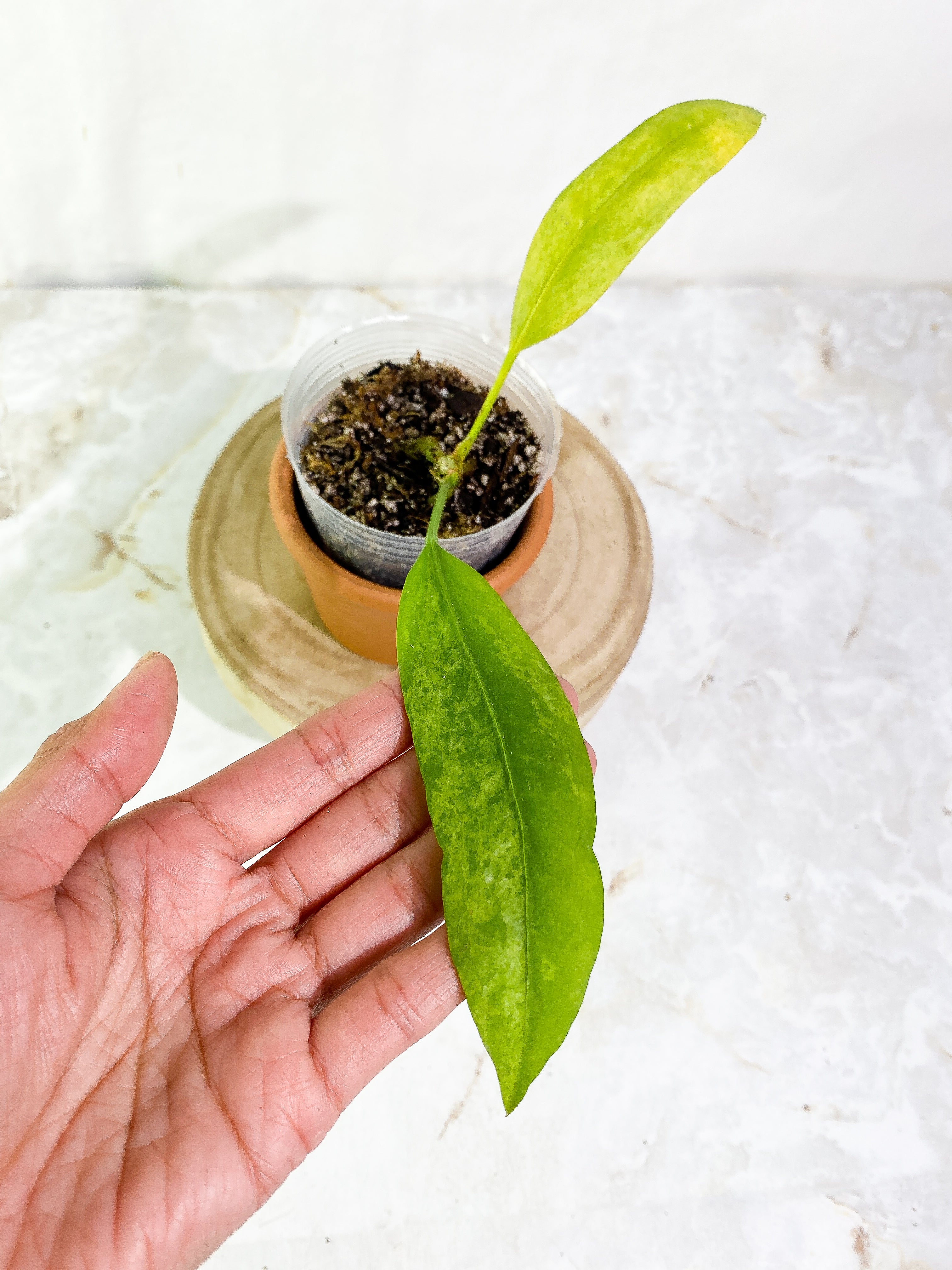 Anthurium vittarifolium variegated =Rooted 2 leaves  Highly Variegated