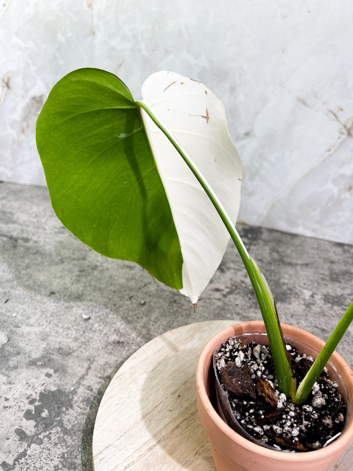 Monstera albo 1 leaf 1 sprout Top Cutting Slightly Rooted Half Moon