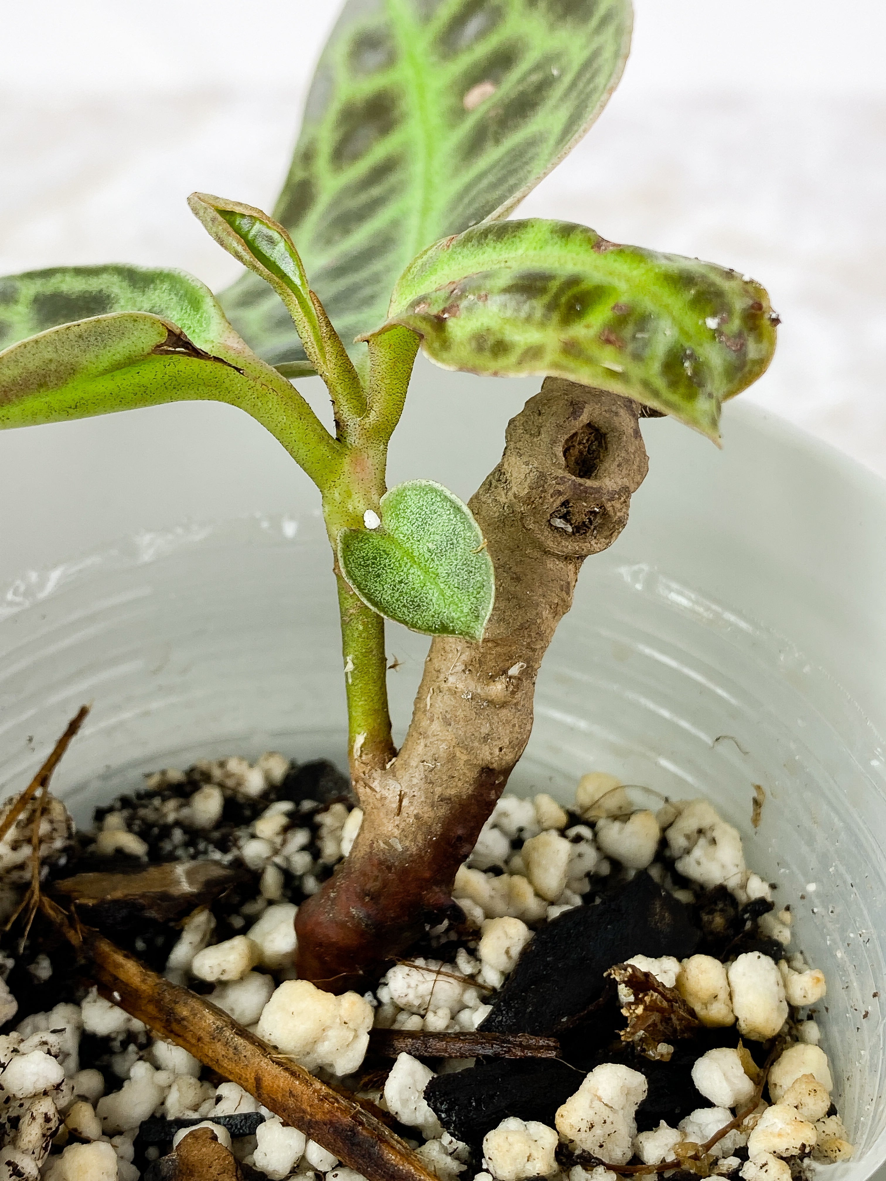 Labisia Turble Back 4 leaves, 1 baby leaf