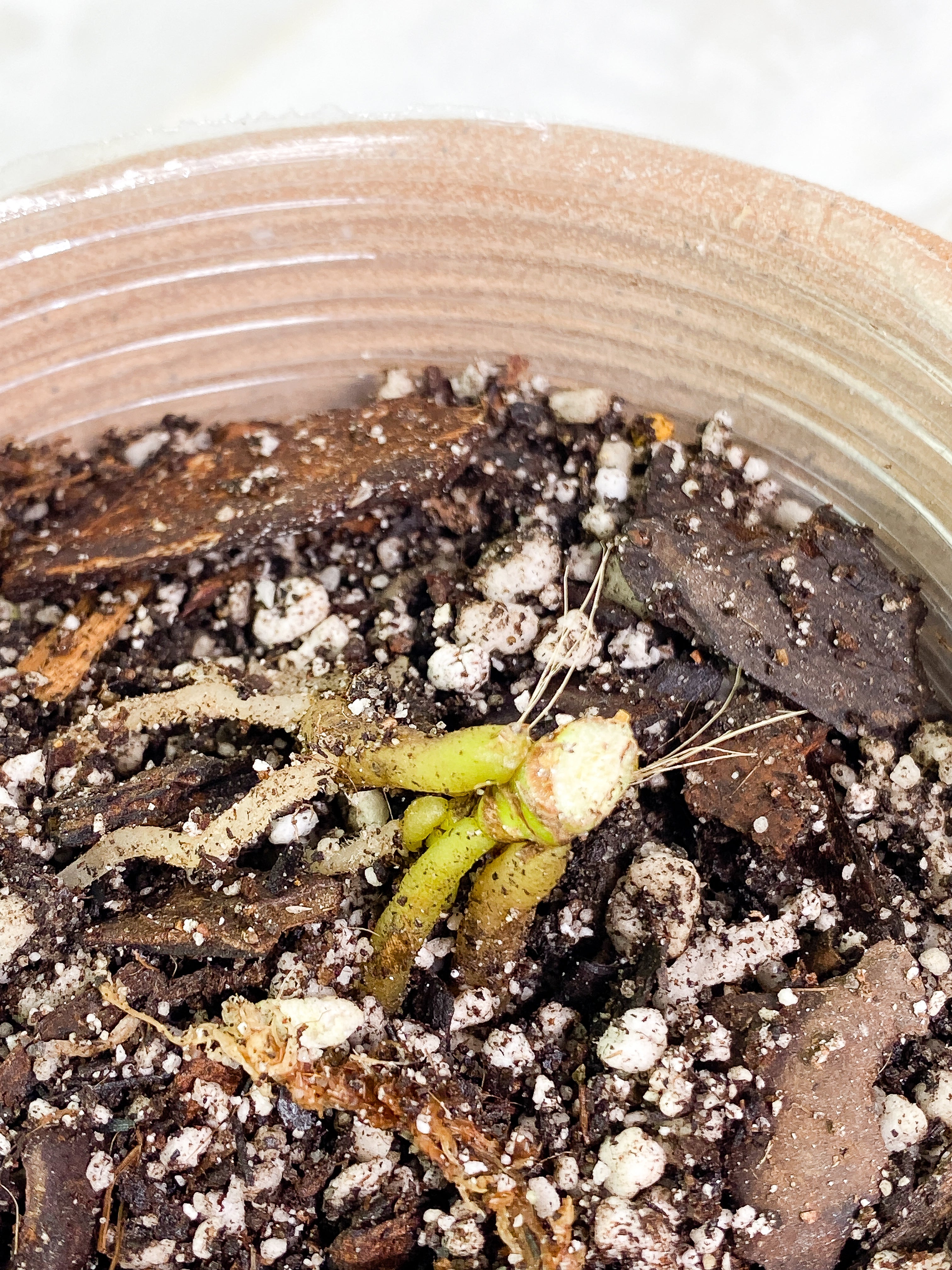 Anthurium vittarifolium variegated node rooted