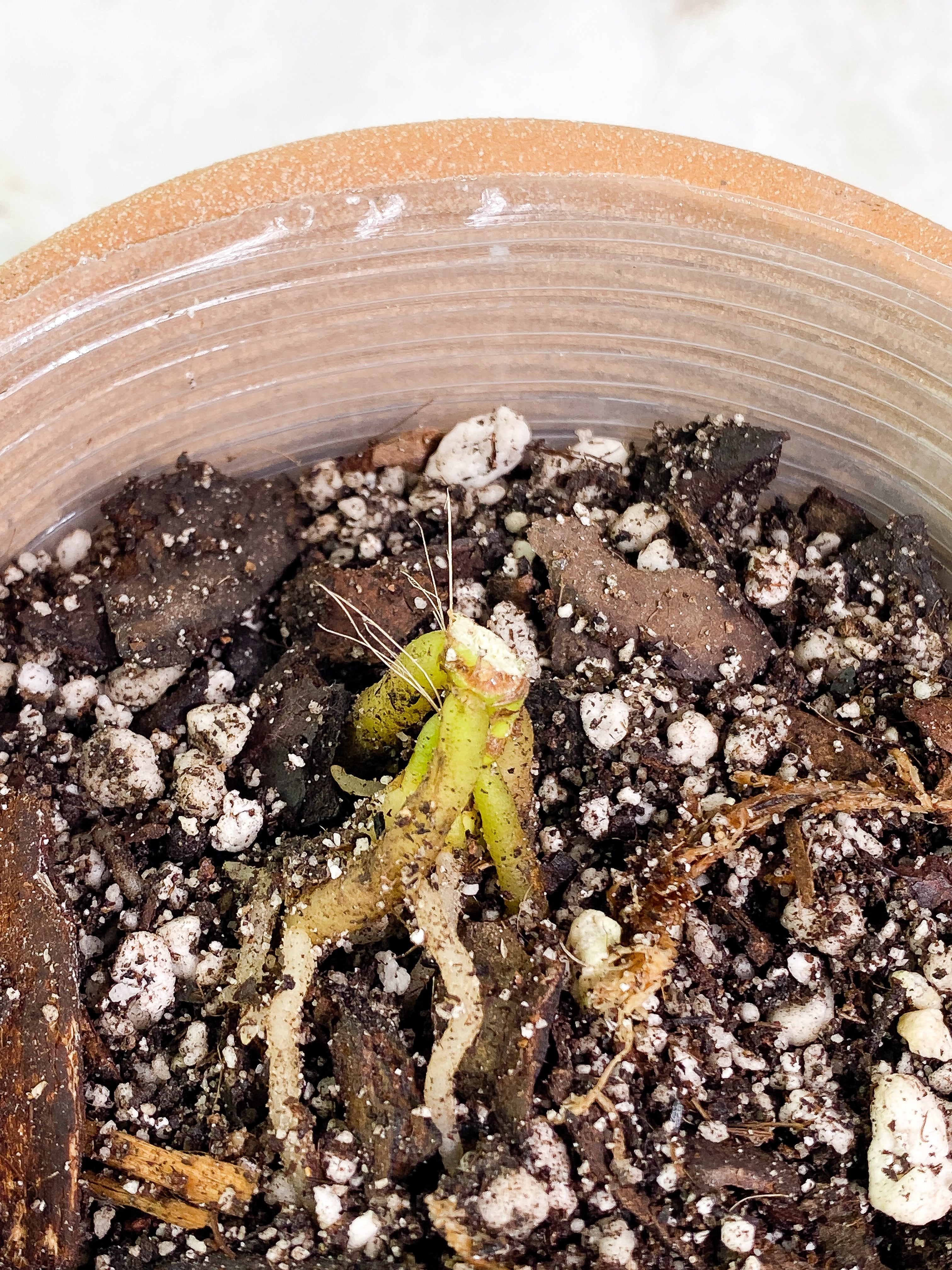 Anthurium vittarifolium variegated node rooted