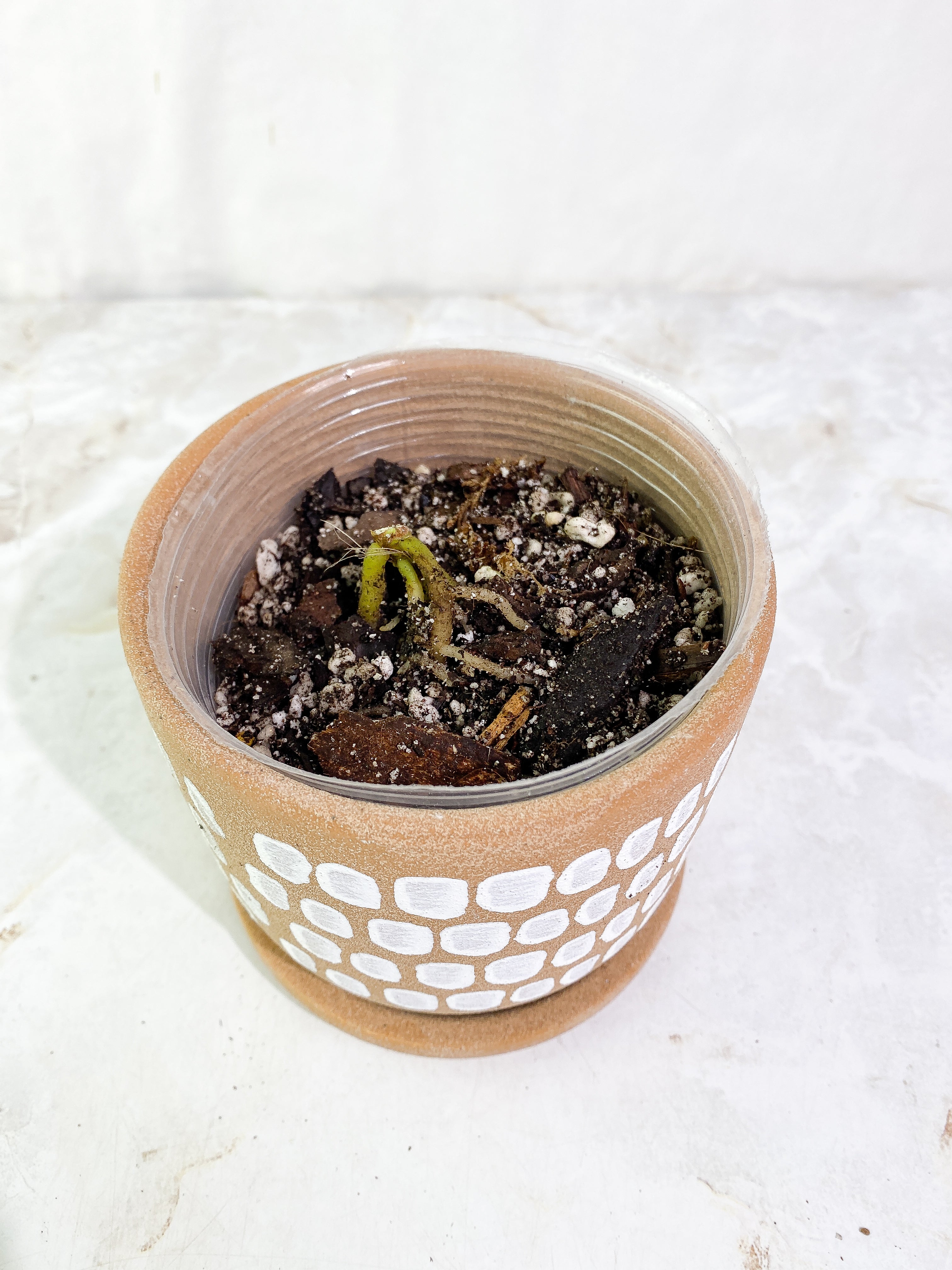 Anthurium vittarifolium variegated node rooted