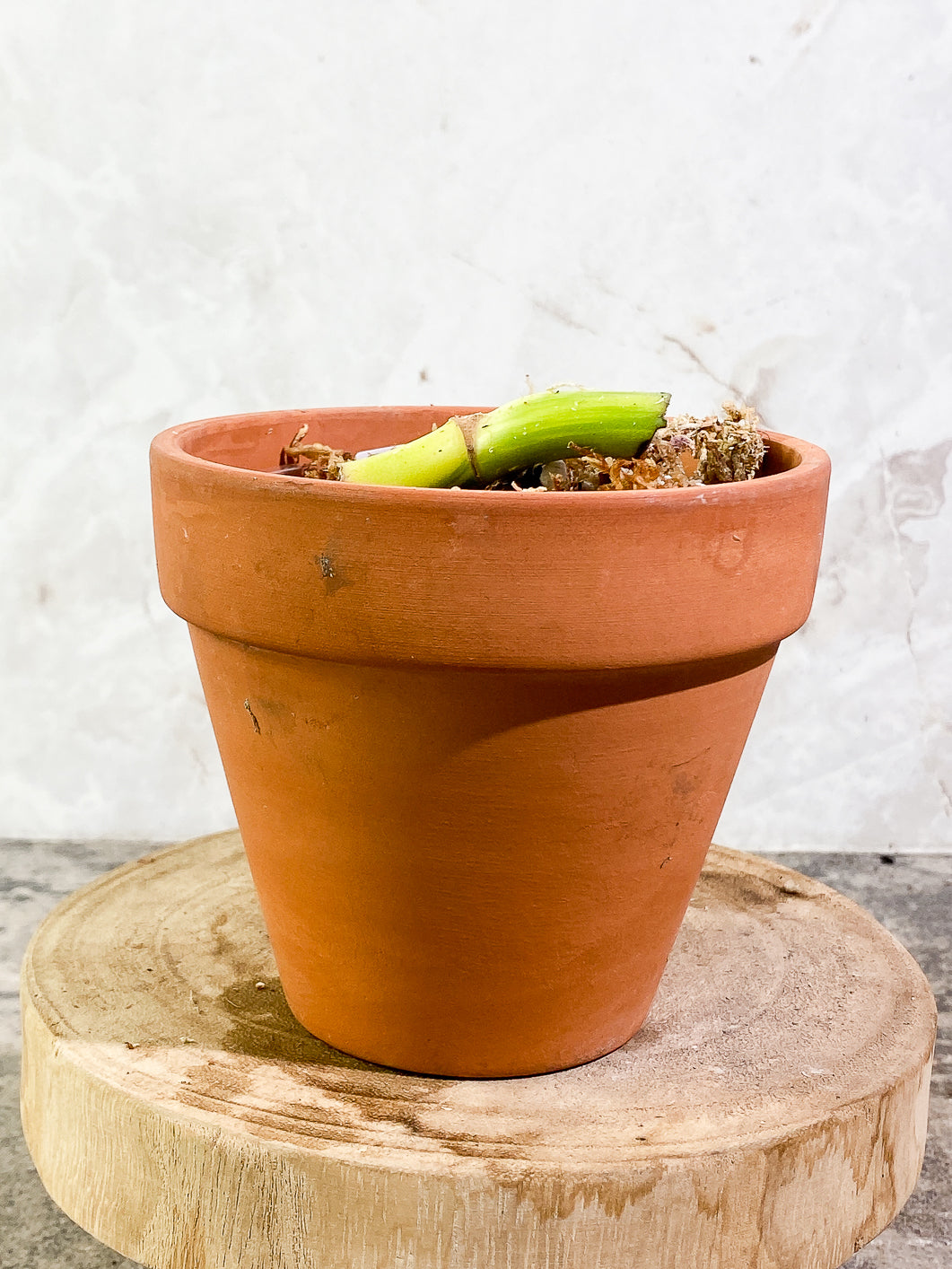 Monstera aurea tricolor Rooted node