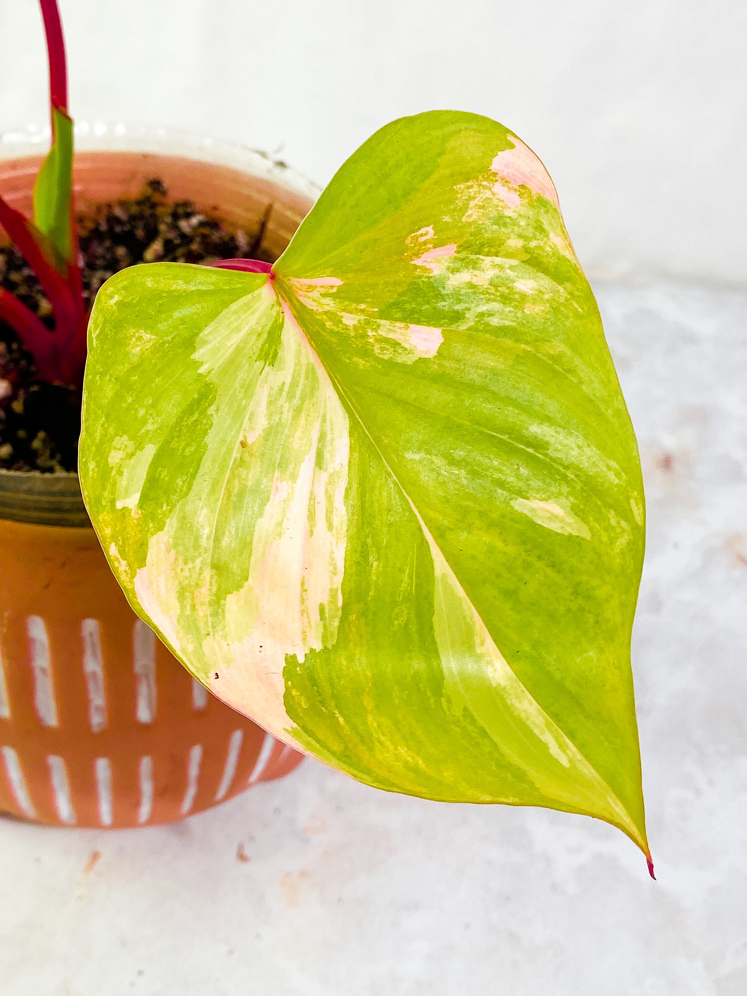 Homalomena Rubescen Variegated 5 leaves rooted