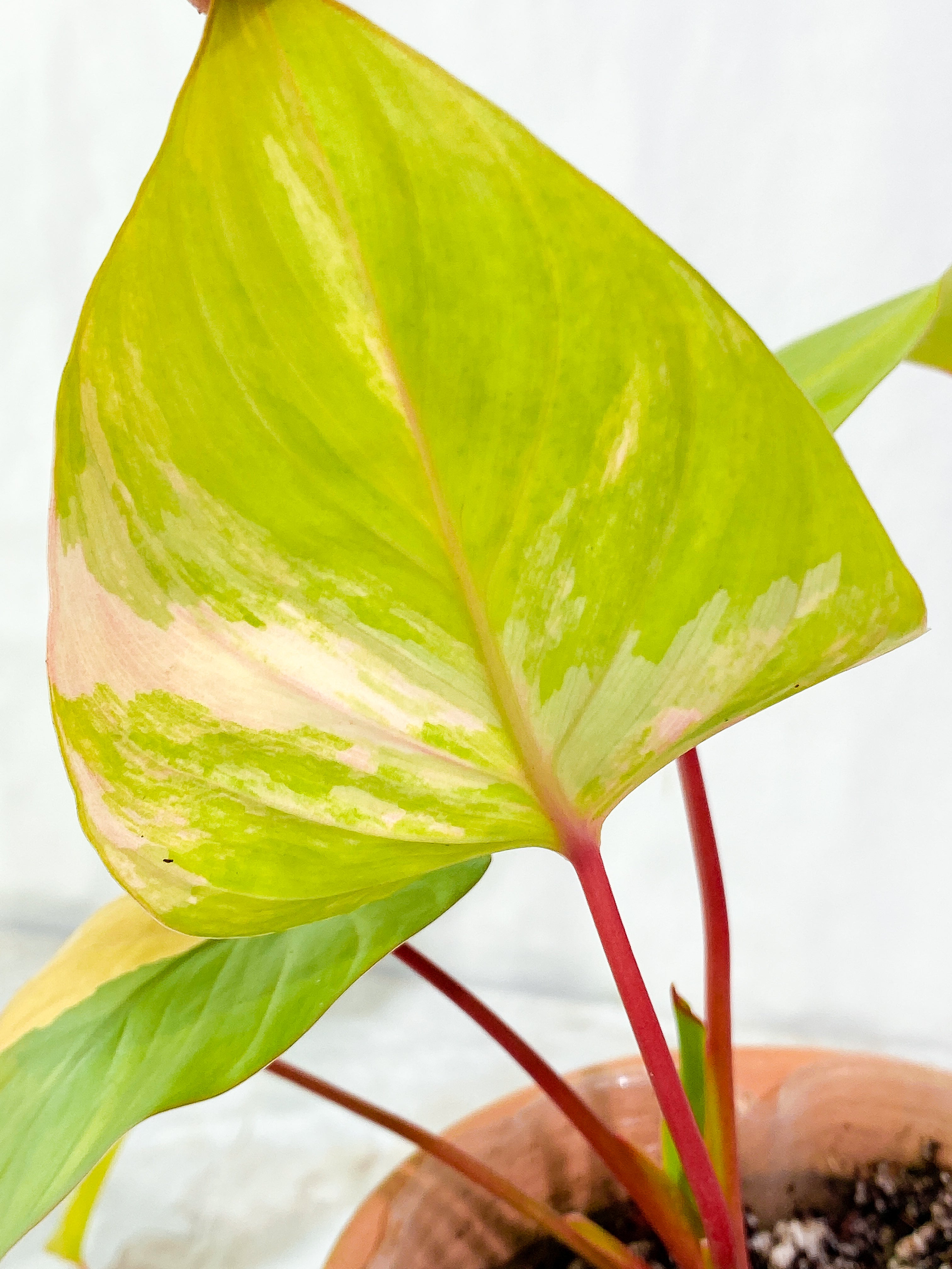 Homalomena Rubescen Variegated 5 leaves rooted