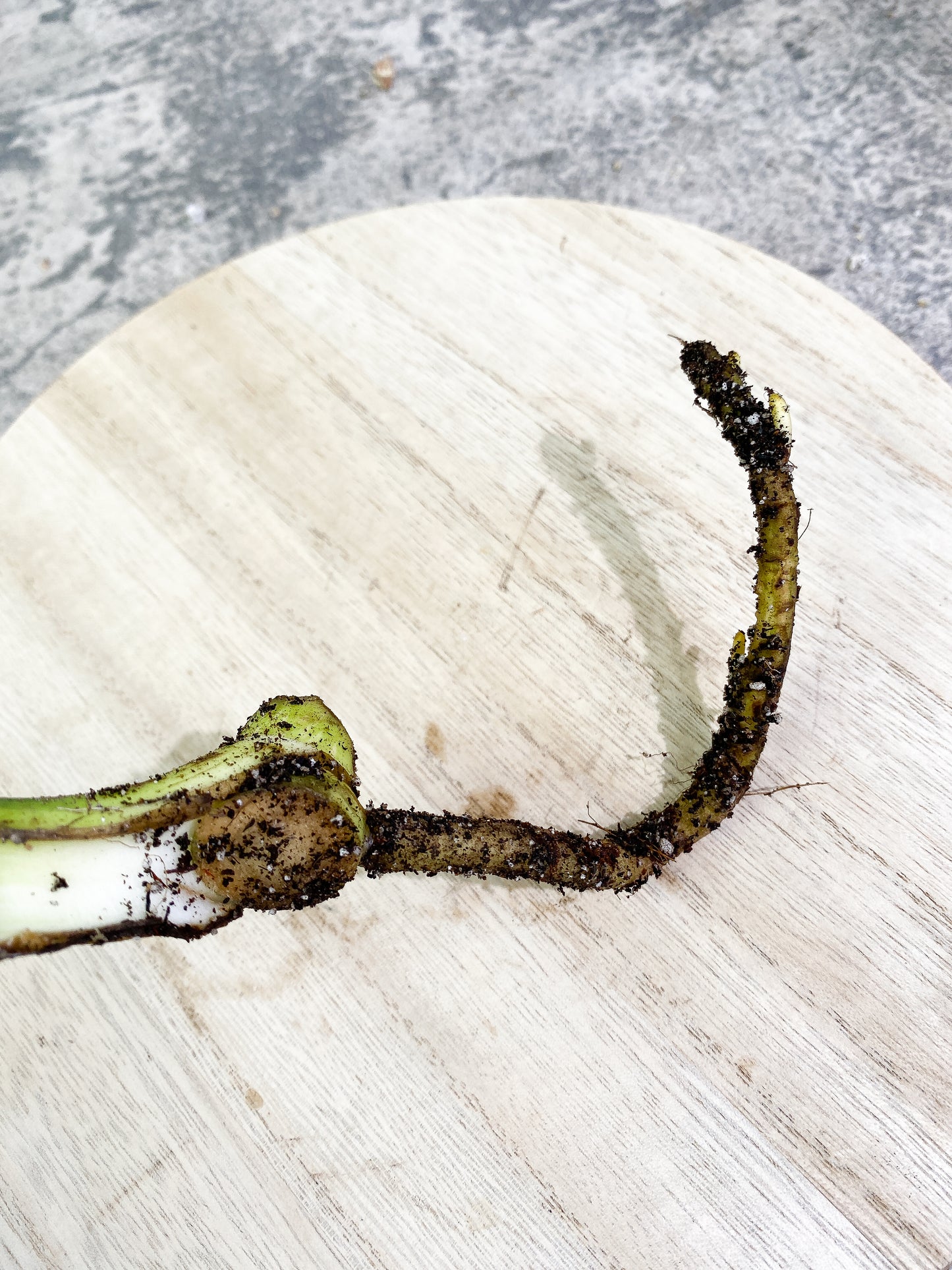 Monstera Thai Constellation 1 leaf Rooting