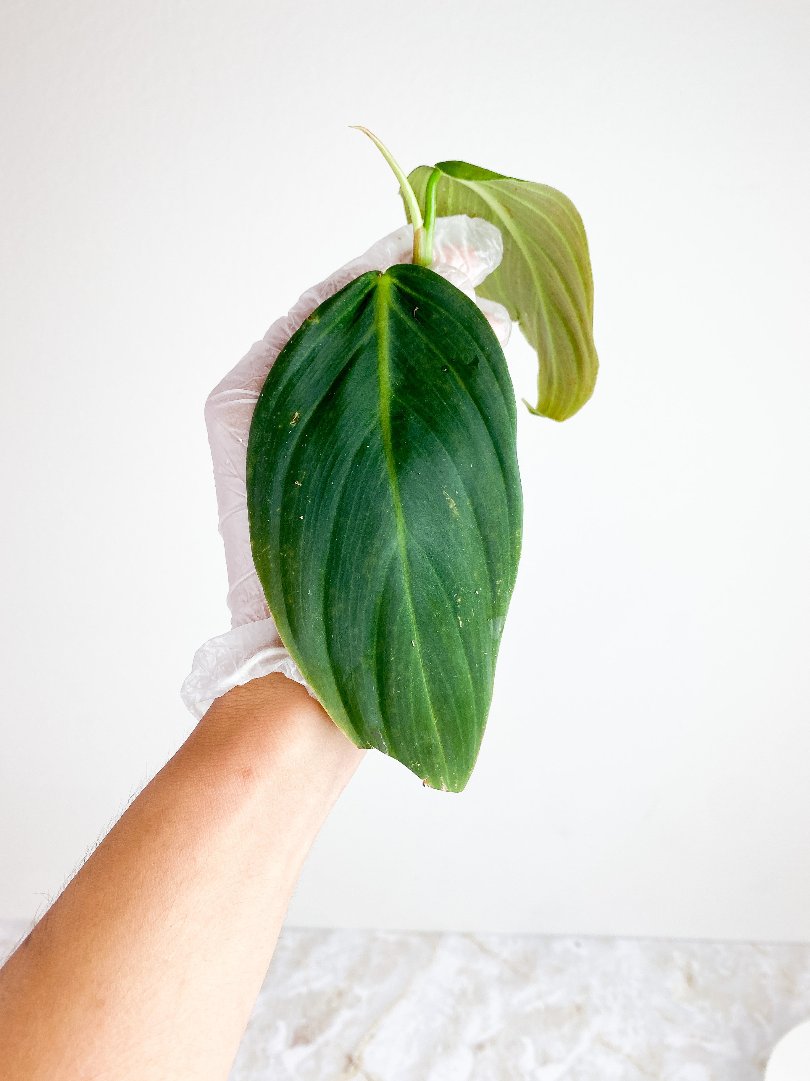 Philodendron Gigas Rooting Top cutting