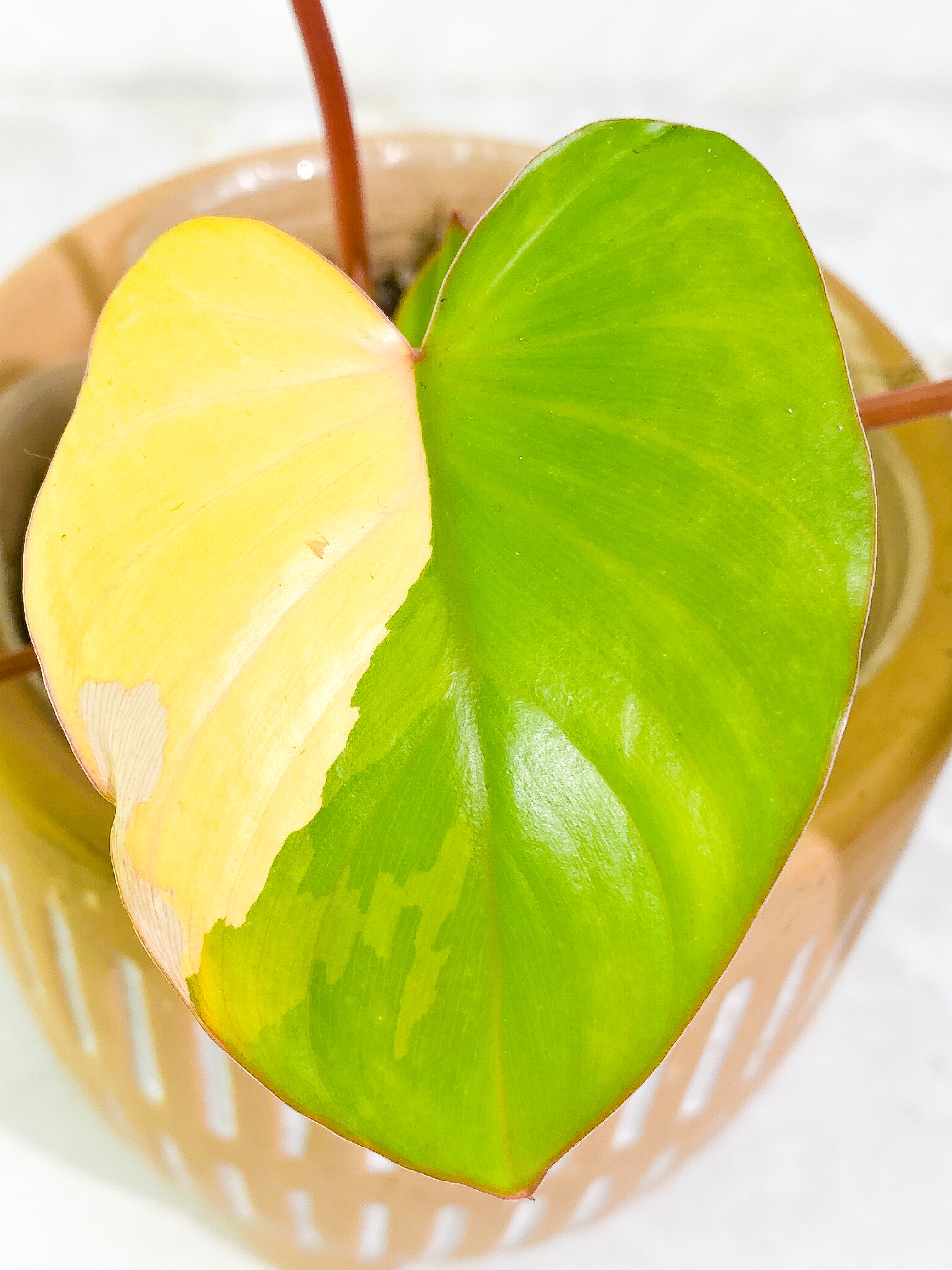 Homalomena Rubescen Variegated 5 leaves rooted