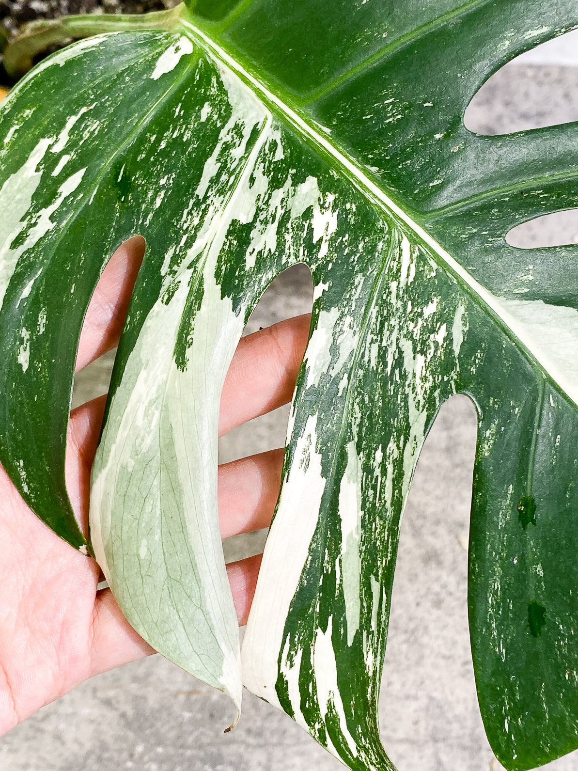 Monstera Albo 1leaf rooted