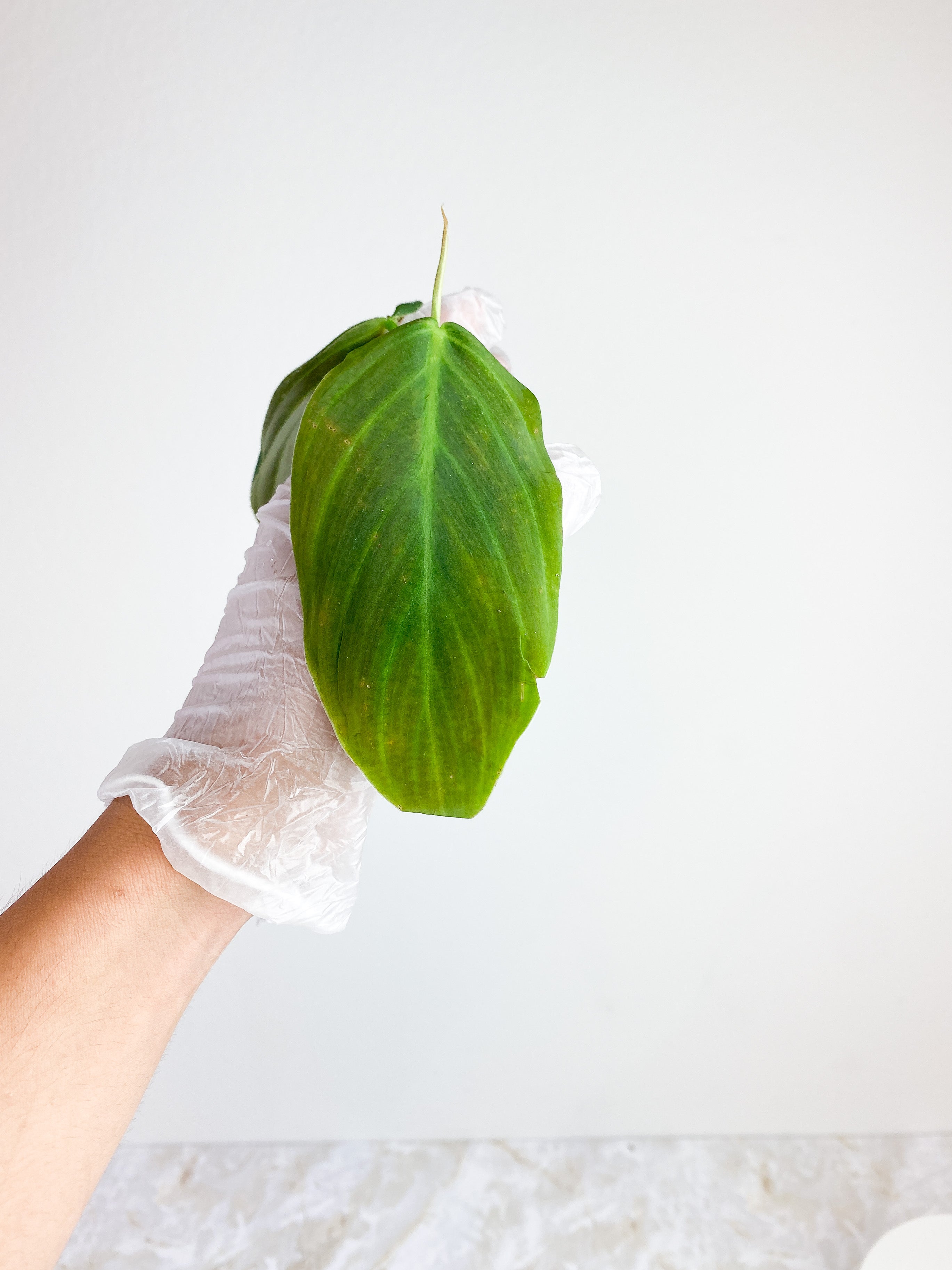 Philodendron Gigas Rooting Top cutting