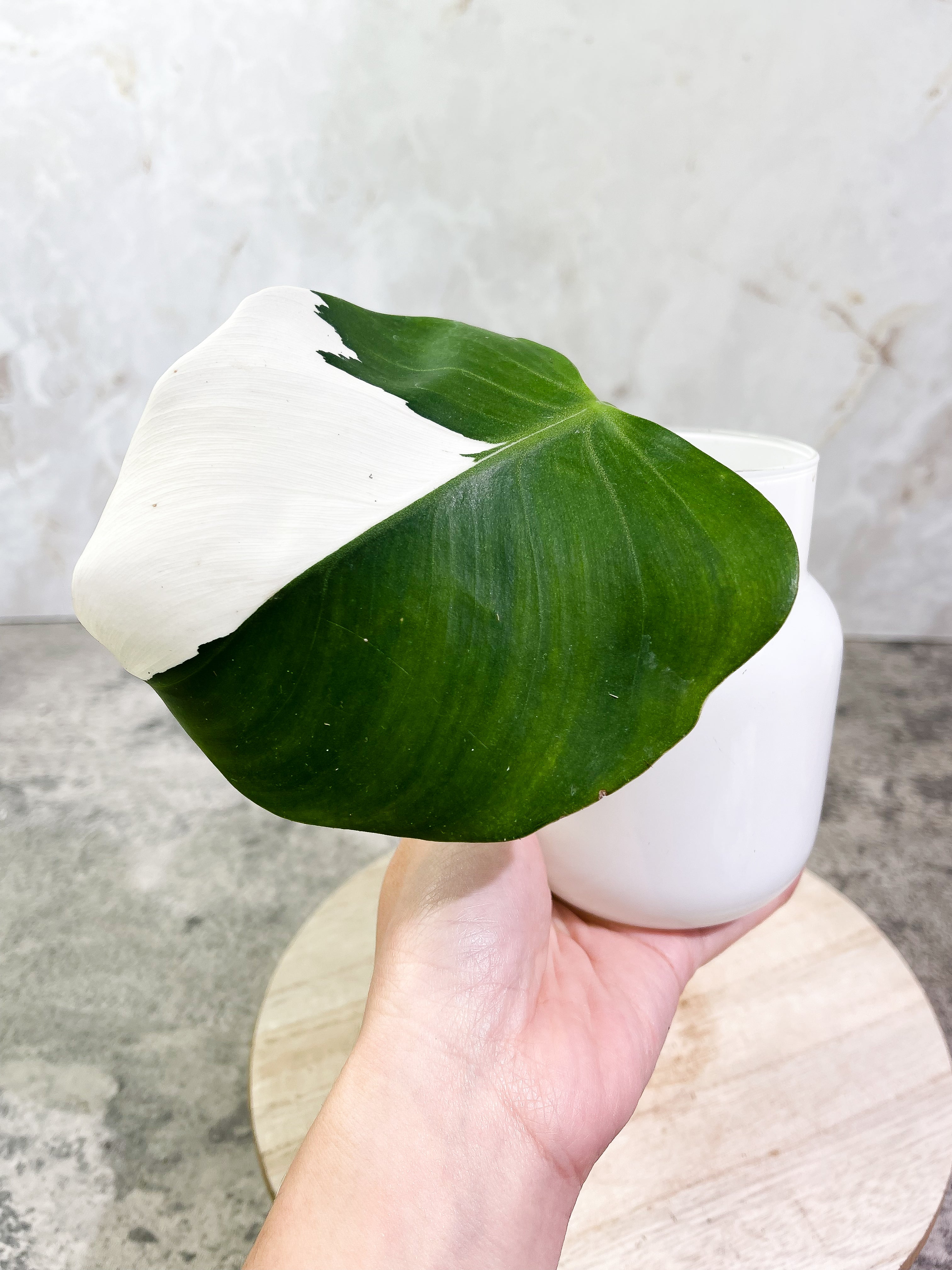 Philodendron White Wizard Rooting  Highly Variegated 1 leaf