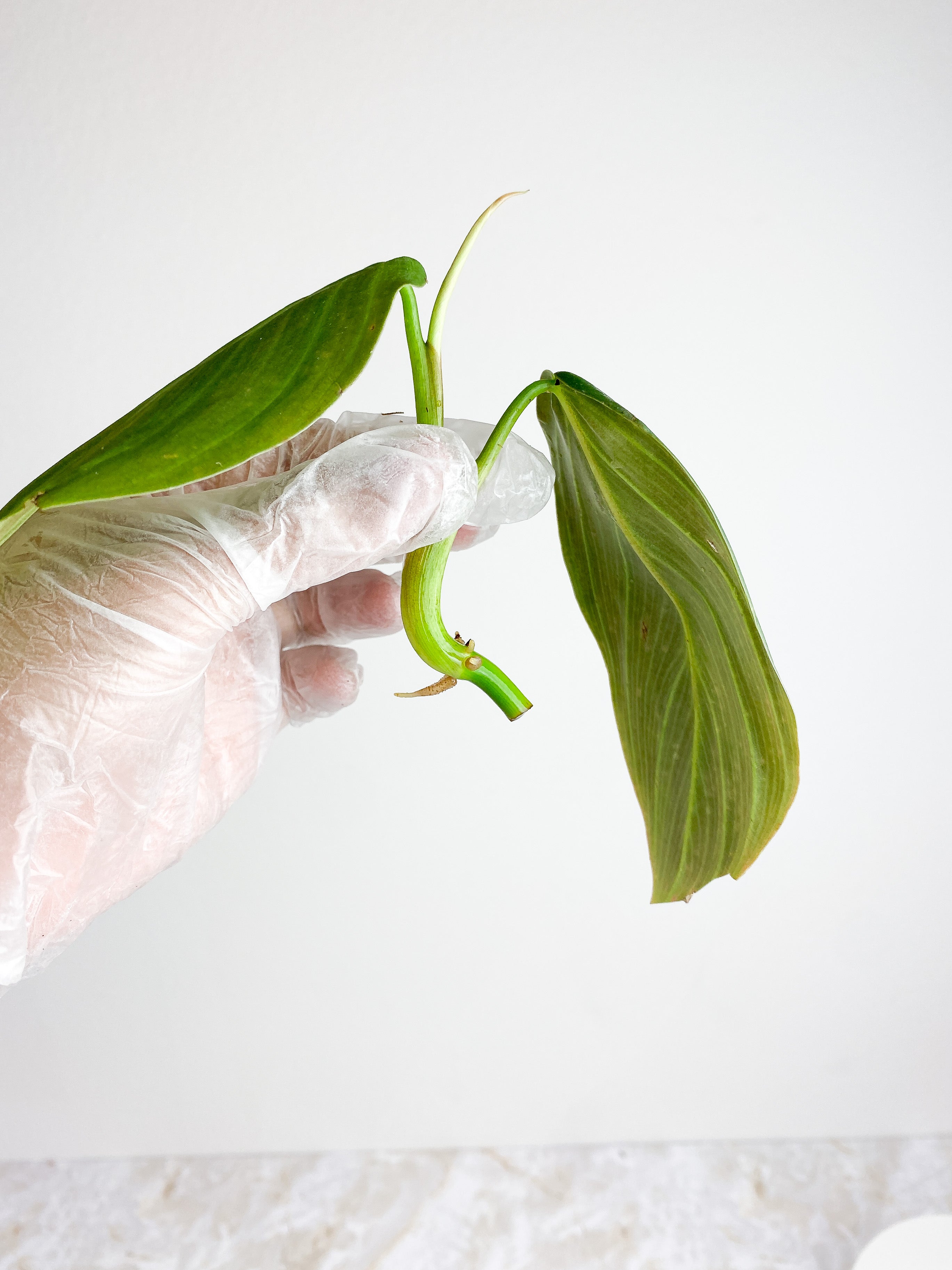 Philodendron Gigas Rooting Top cutting