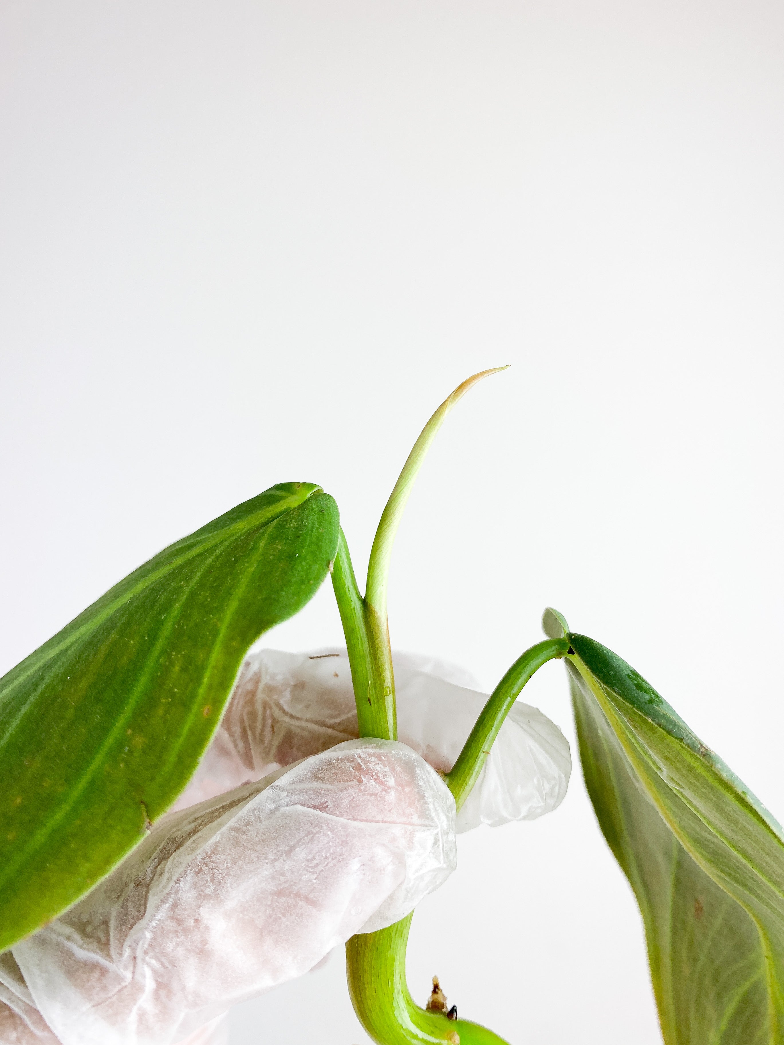 Philodendron Gigas Rooting Top cutting