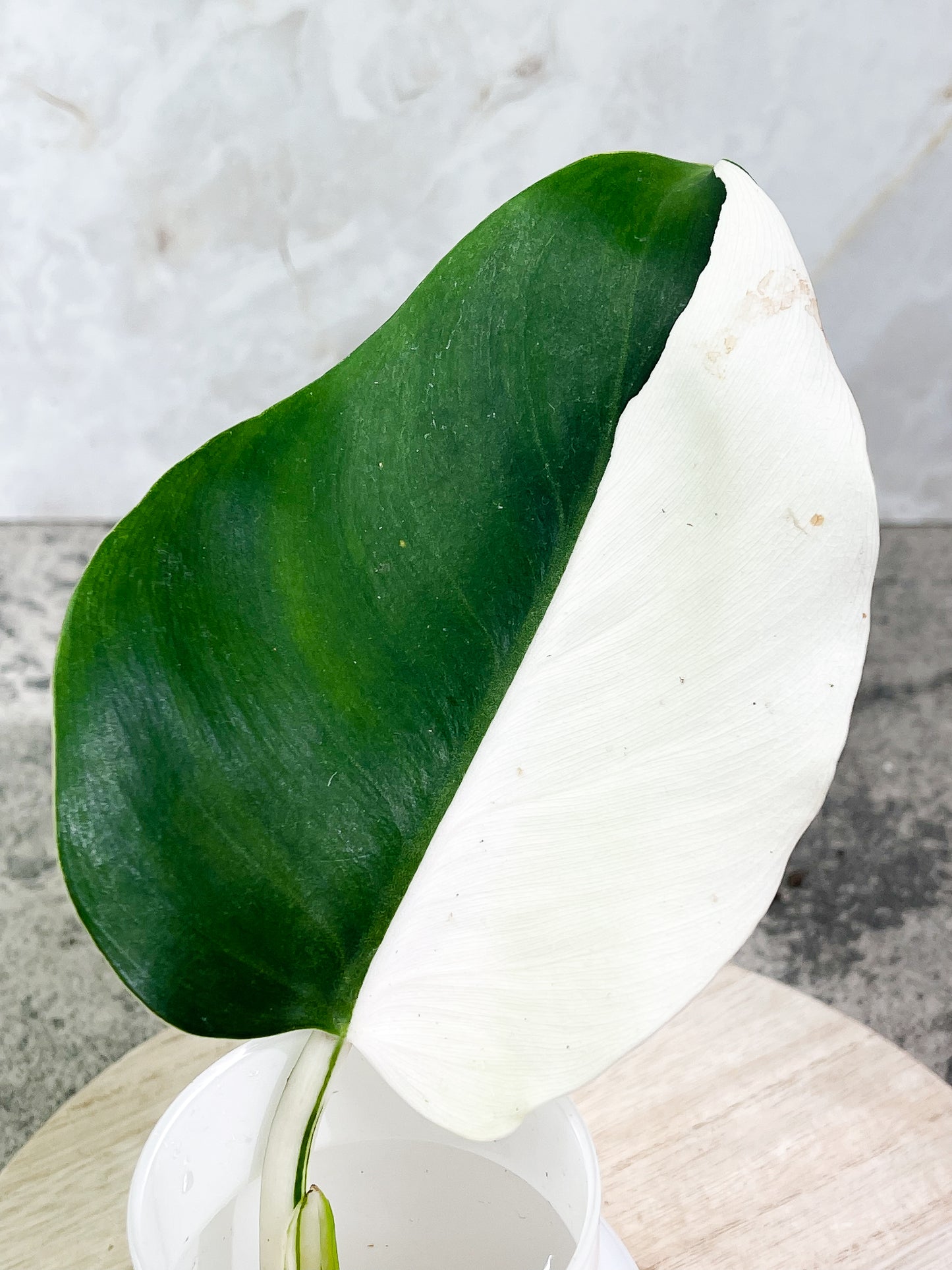 Philodendron White Wizard Rooting  1 leaf Half Moon