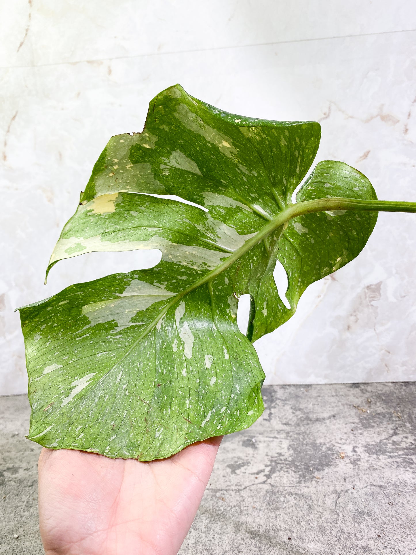 Monstera Thai Constellation 1 leaf Rooting