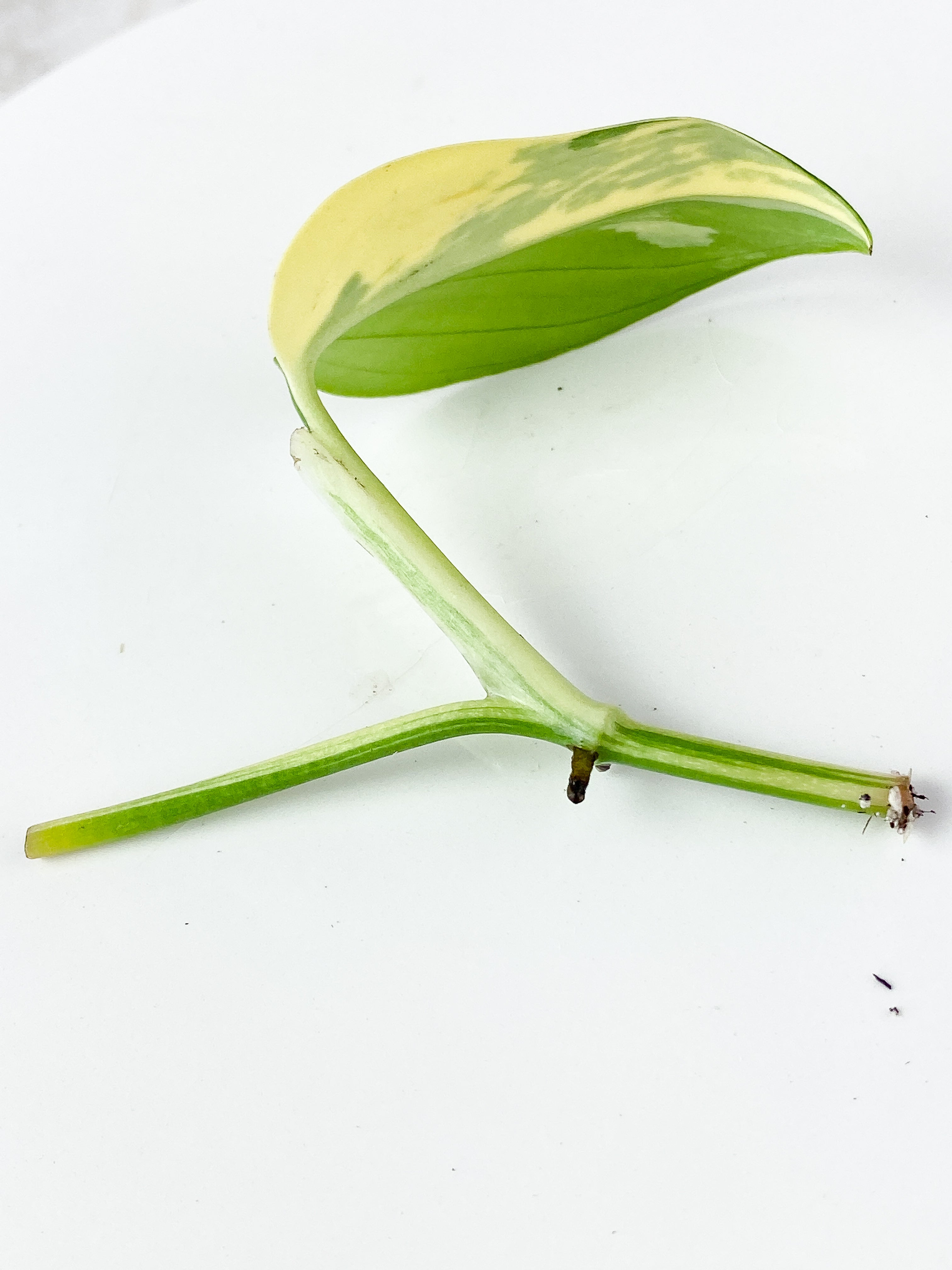 Monstera Standleyana Aurea 1 leaf cutting unrooted