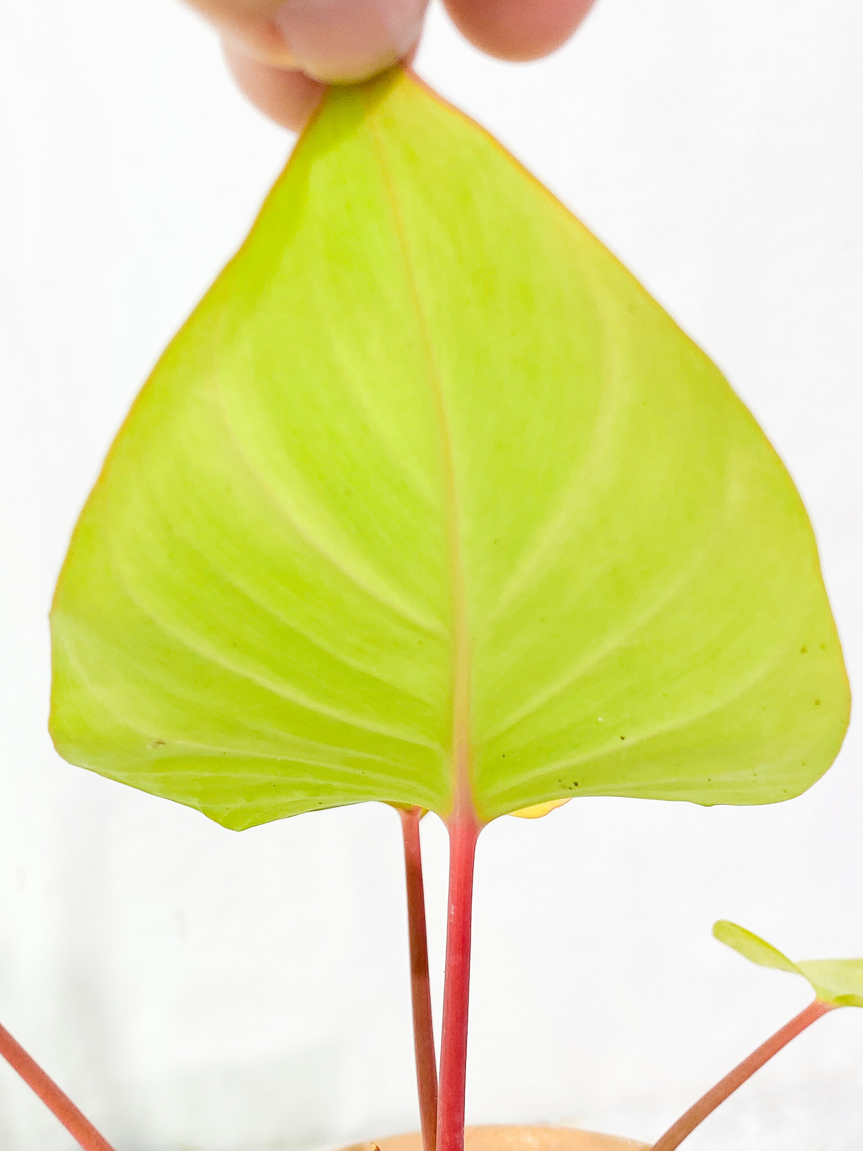 Homalomena Rubescen Variegated 5 leaves rooted