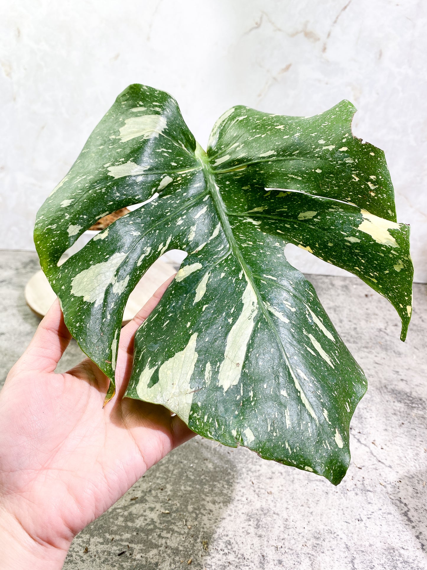 Monstera Thai Constellation 1 leaf Rooting