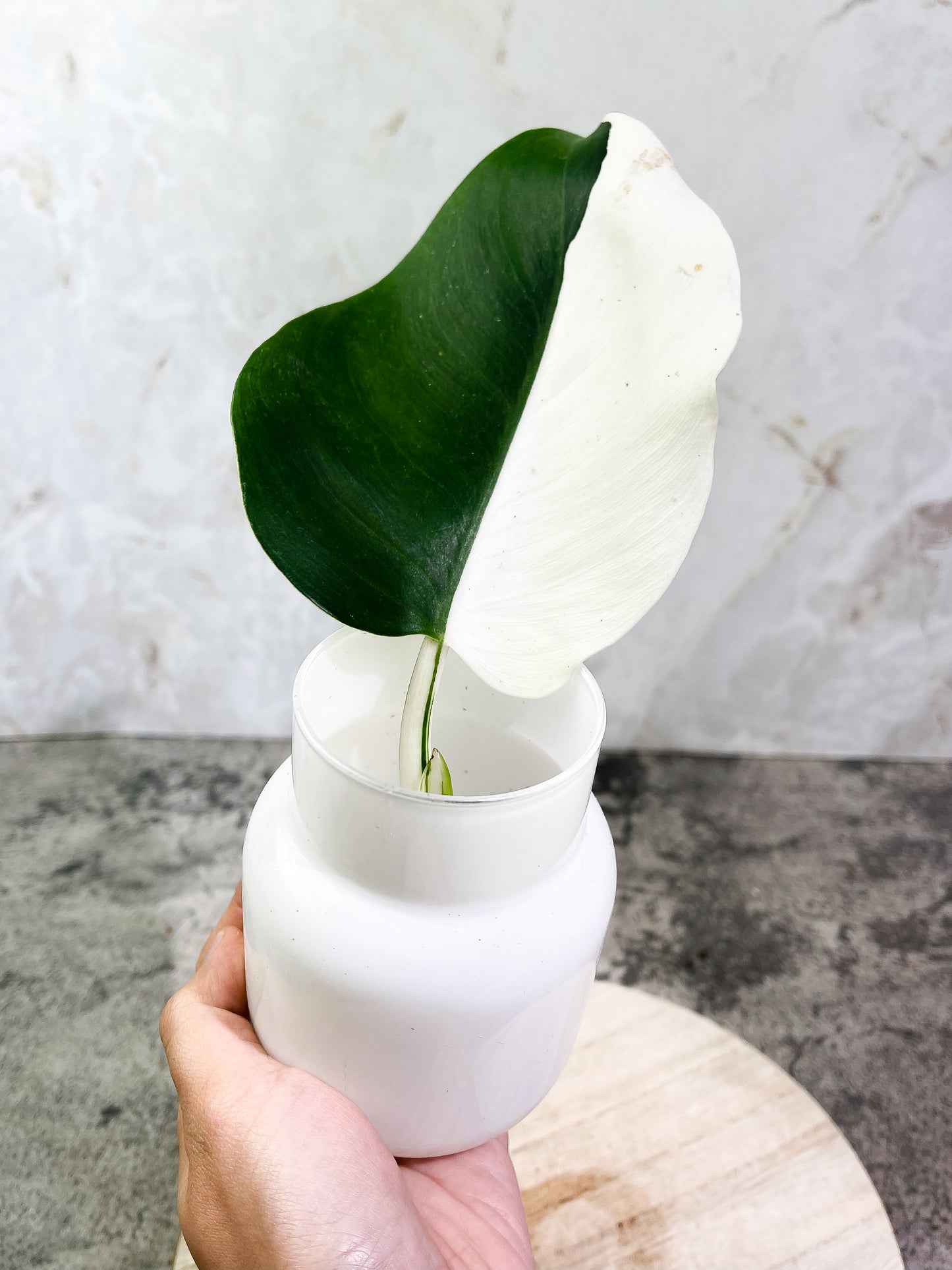 Philodendron White Wizard Rooting  1 leaf Half Moon