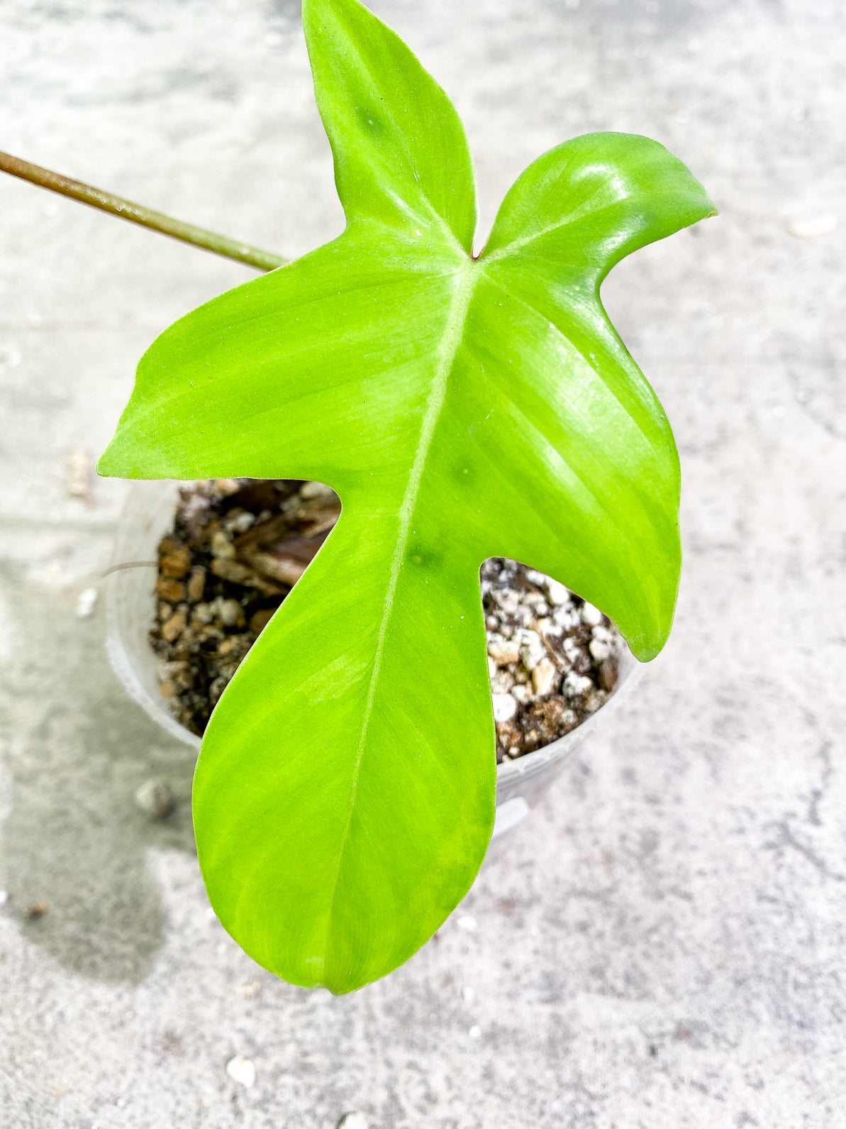 Philodendron Florida Ghost Mint 2 leaves 1 sprout rooted