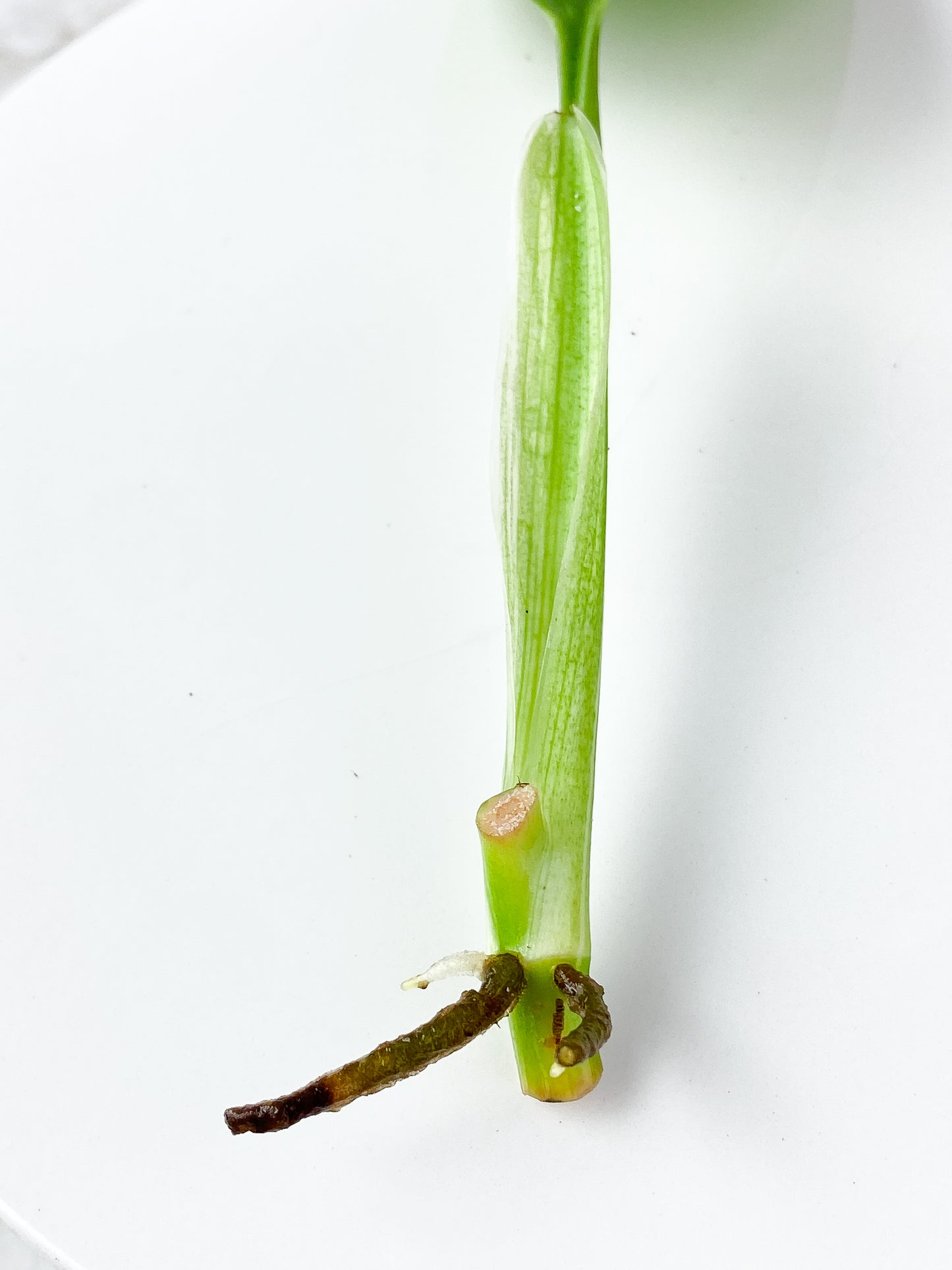 Monstera Standleyana Aurea  1 leaf, 1 sprout Rooting