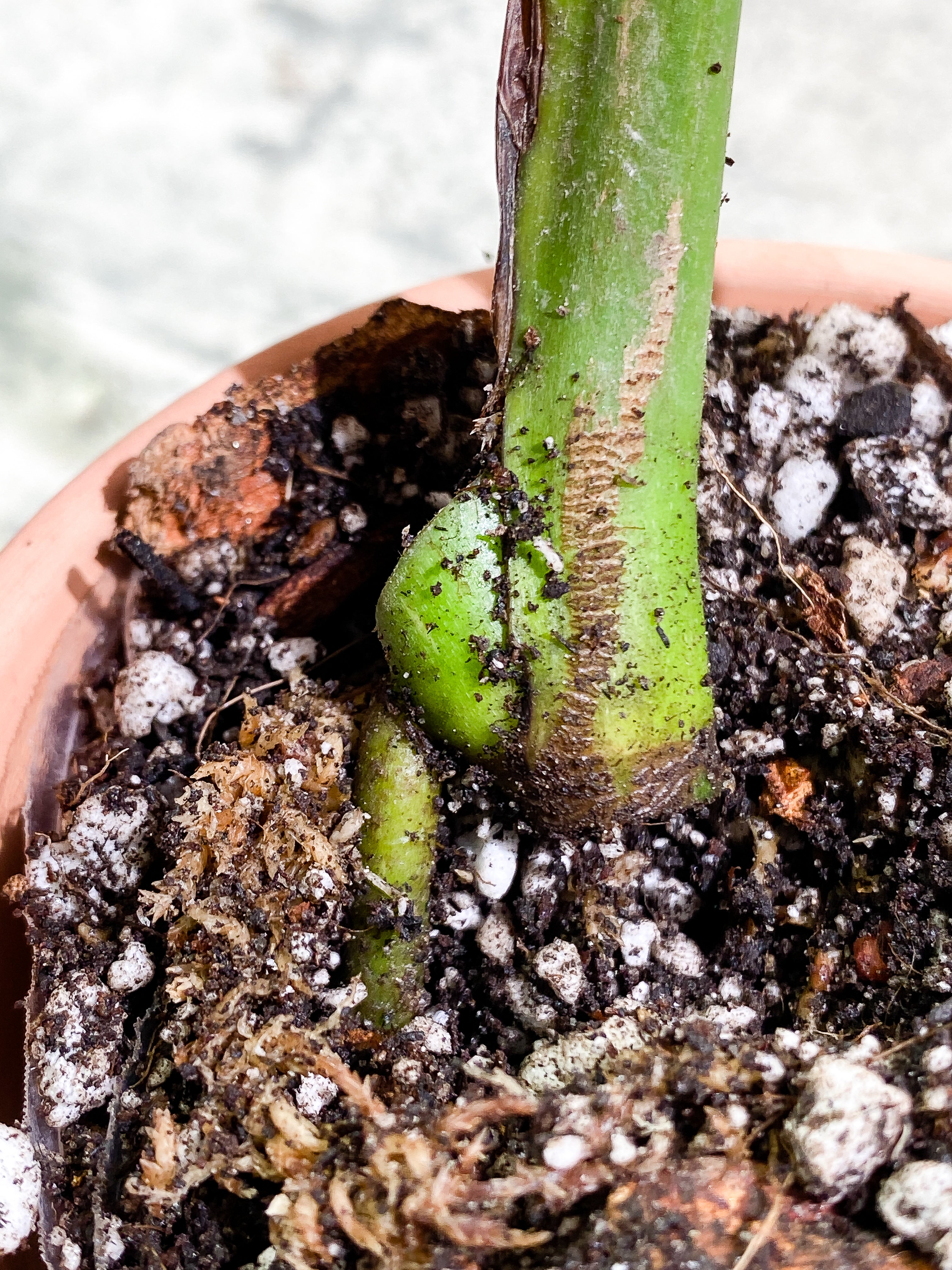 Monstera Thai Constellation Rooting node