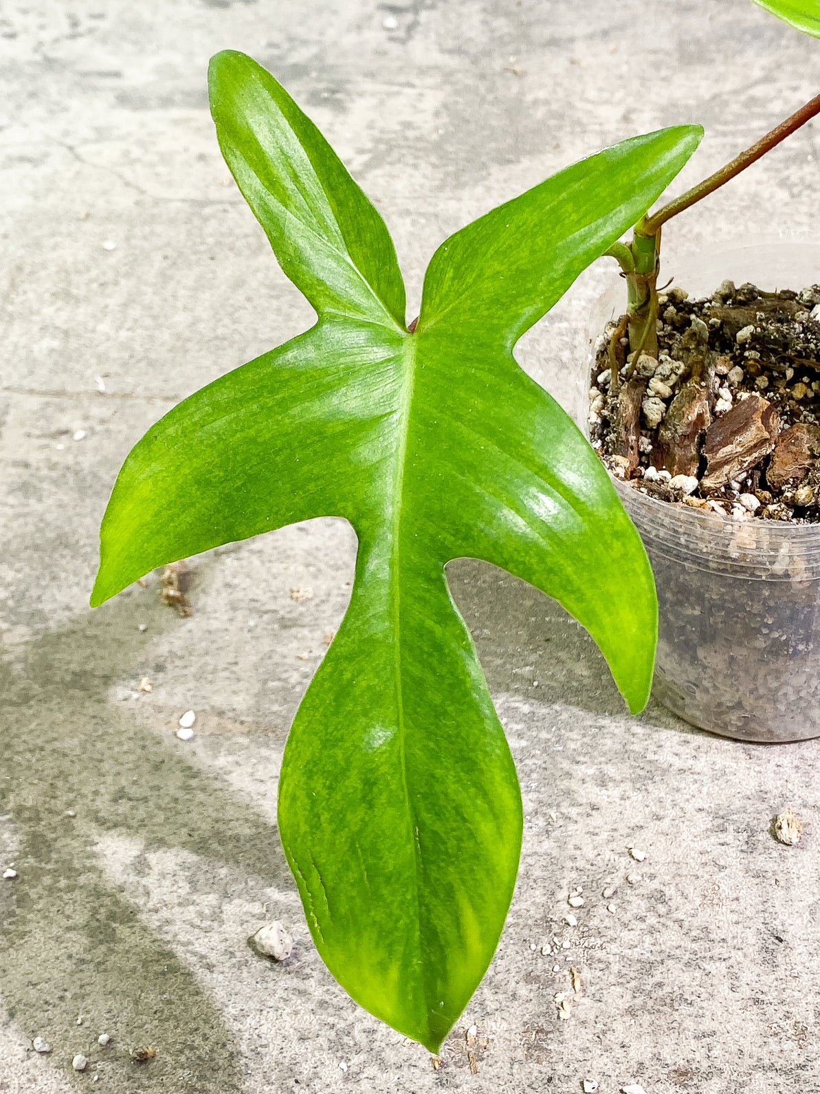 Philodendron Florida Ghost Mint 2 leaves 1 sprout rooted