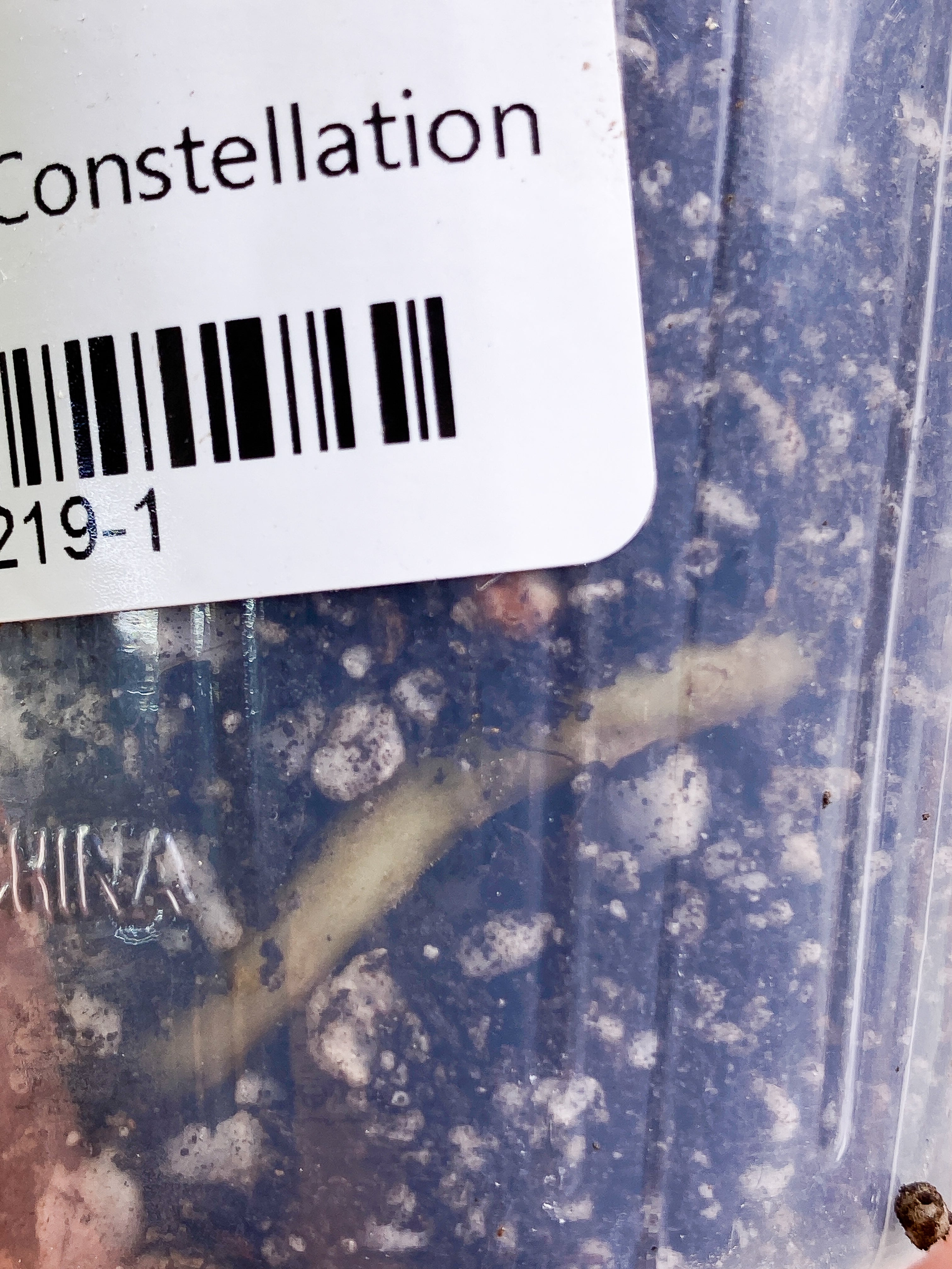 Monstera Thai Constellation Rooting node