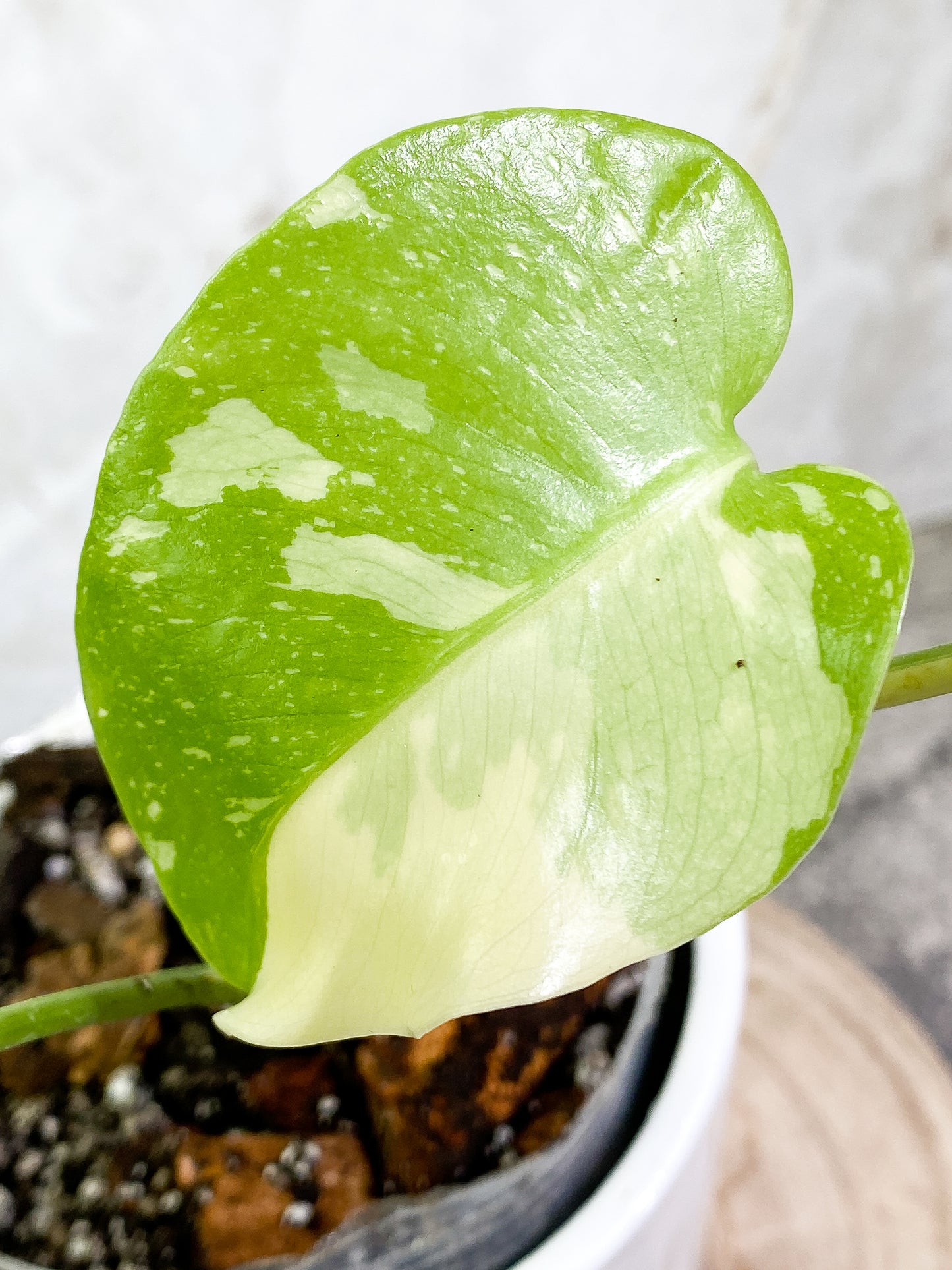 Monstera Thai Constellation 3 leaves Slightly Rooted top cutting