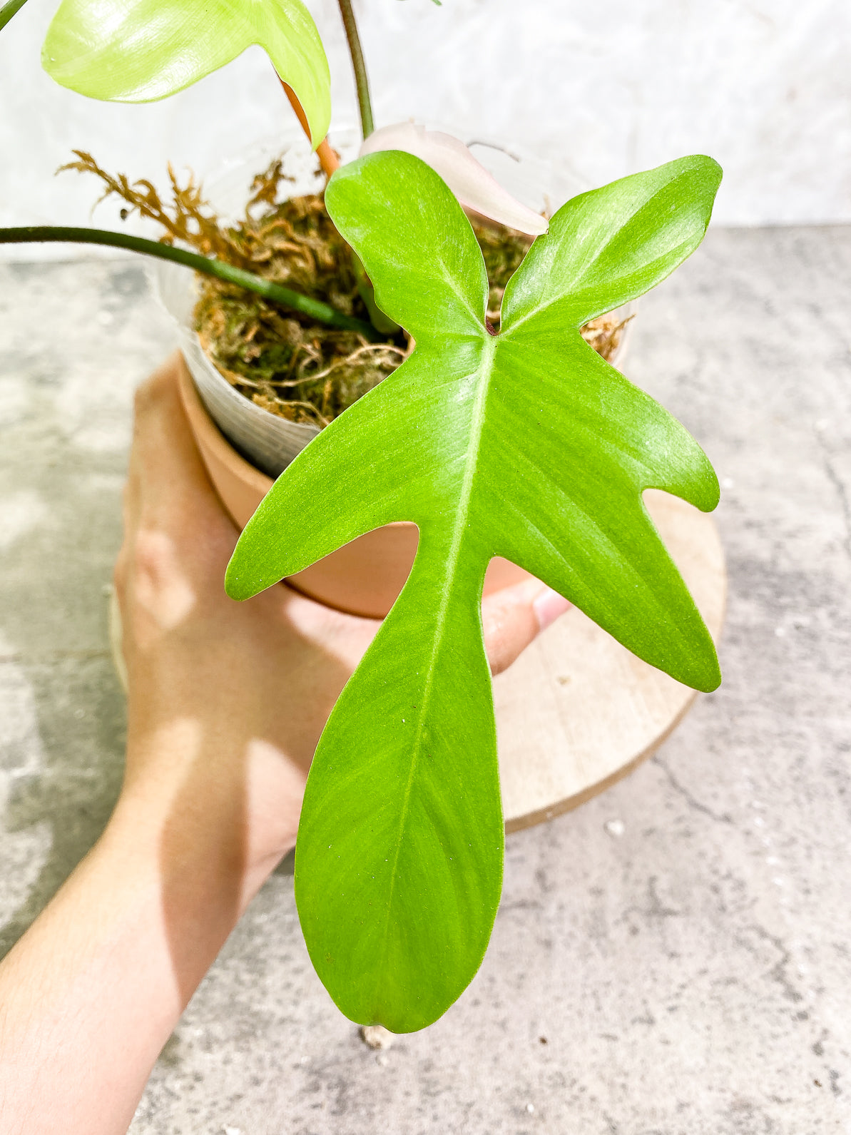 Philodendron Florida Ghost Mint 4 leaves 1 sprout rooted