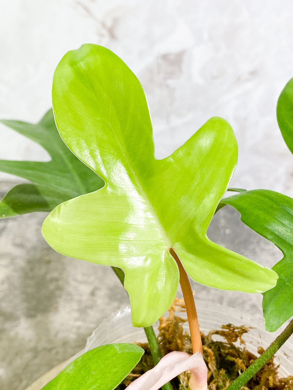 Philodendron Florida Ghost Mint 4 leaves 1 sprout rooted