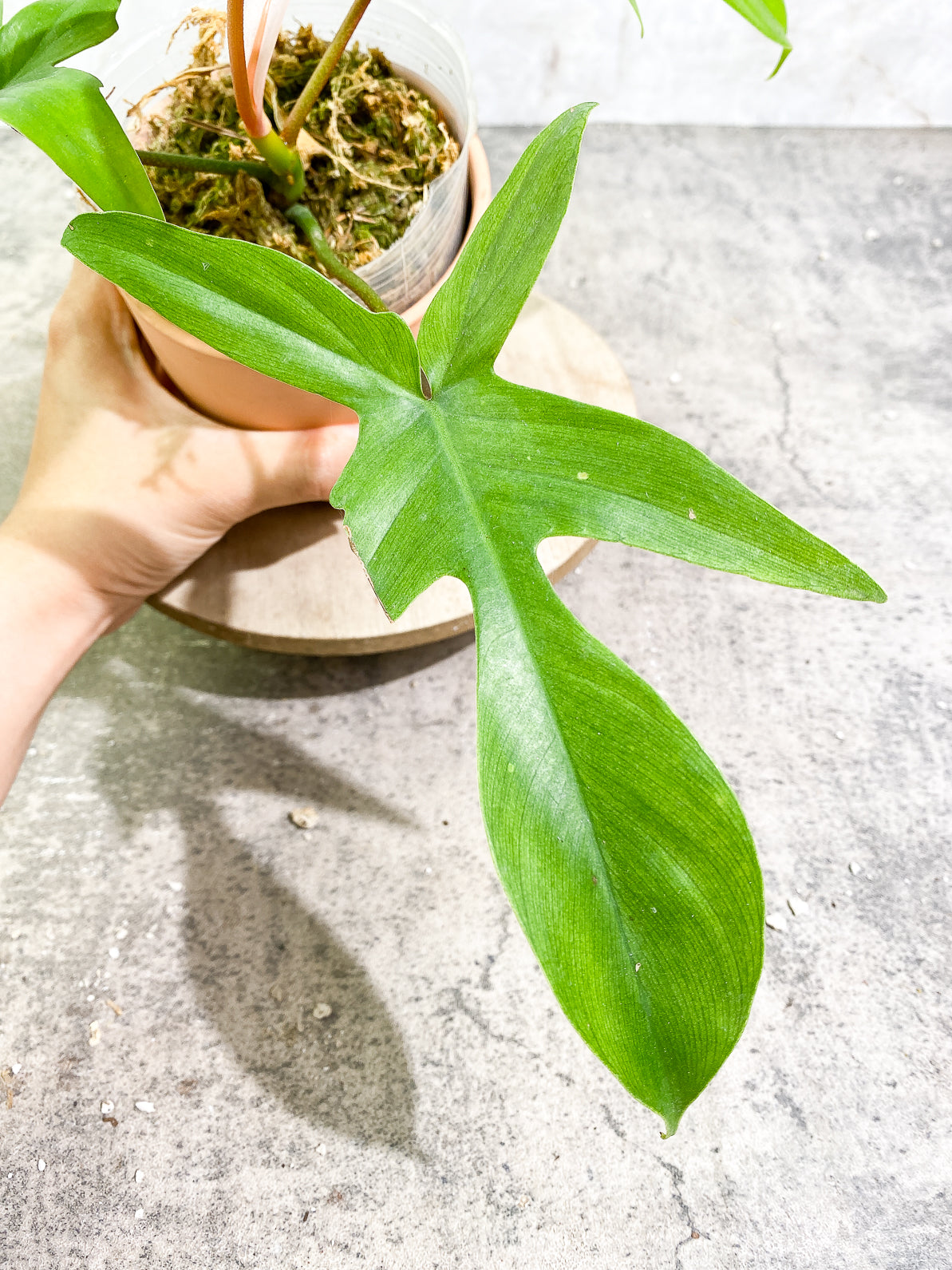 Philodendron Florida Ghost Mint 4 leaves 1 sprout rooted