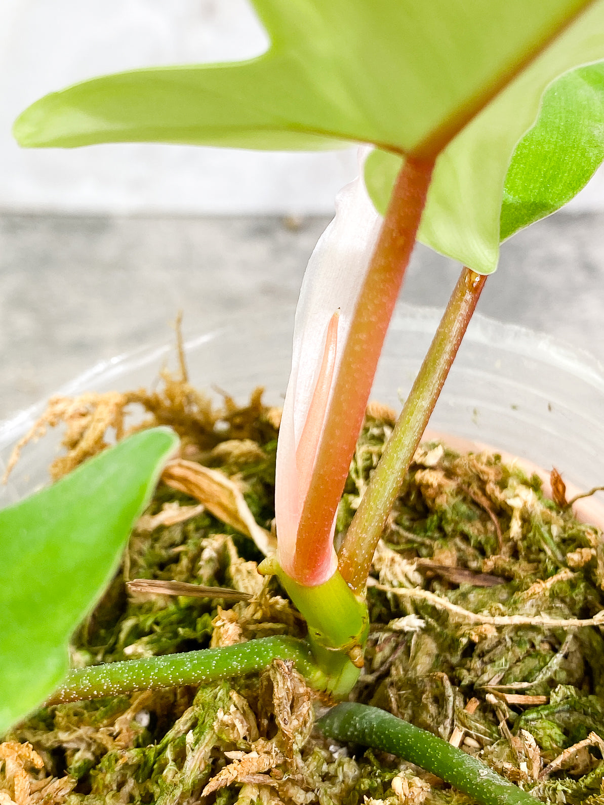 Philodendron Florida Ghost Mint 4 leaves 1 sprout rooted