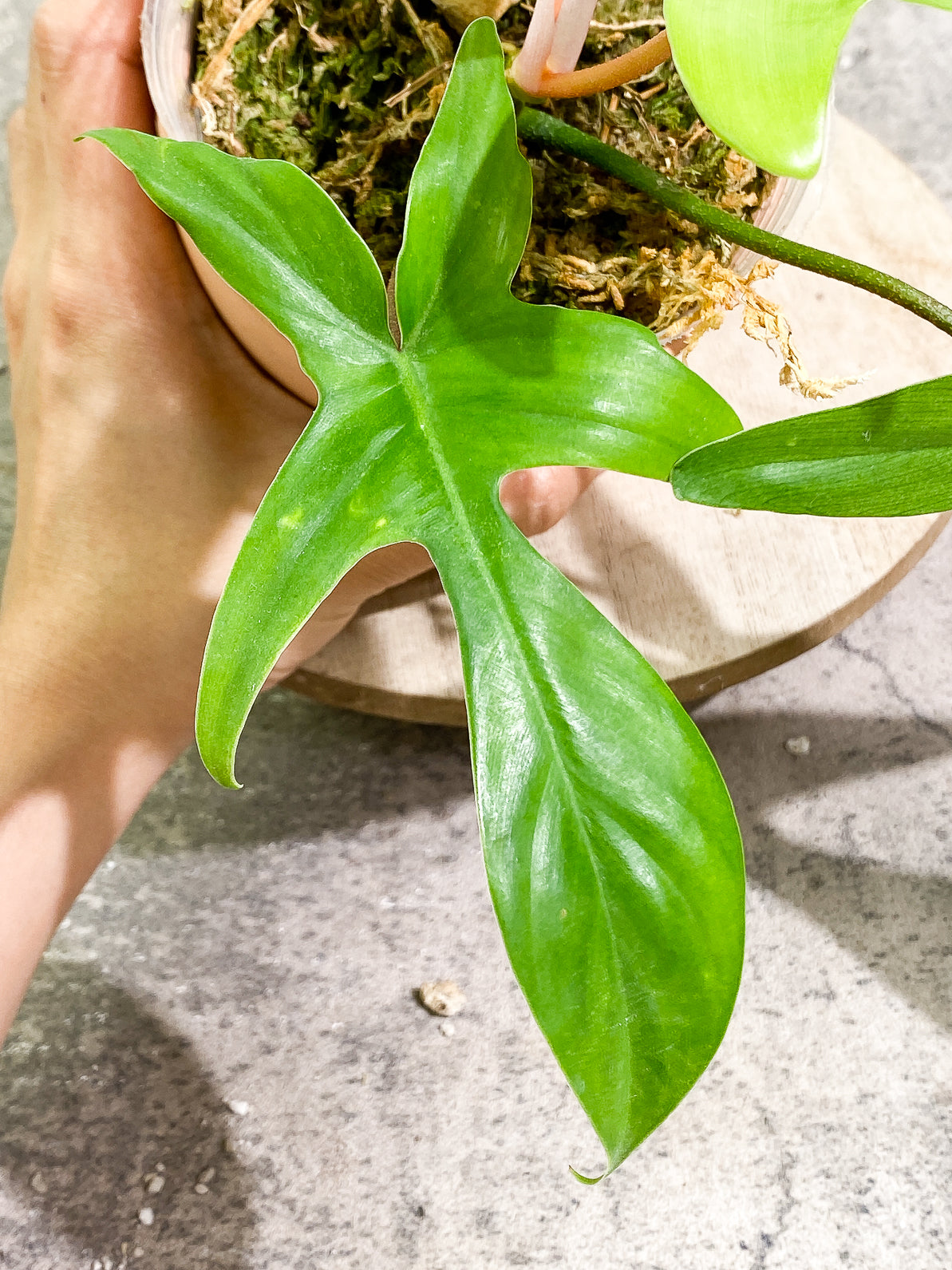 Philodendron Florida Ghost Mint 4 leaves 1 sprout rooted