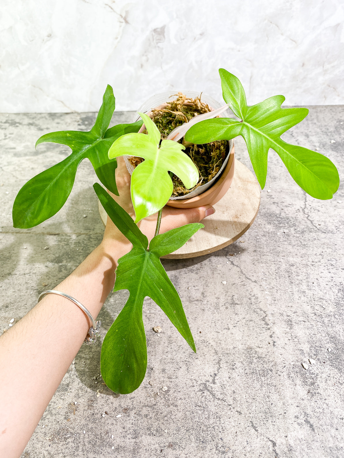 Philodendron Florida Ghost Mint 4 leaves 1 sprout rooted