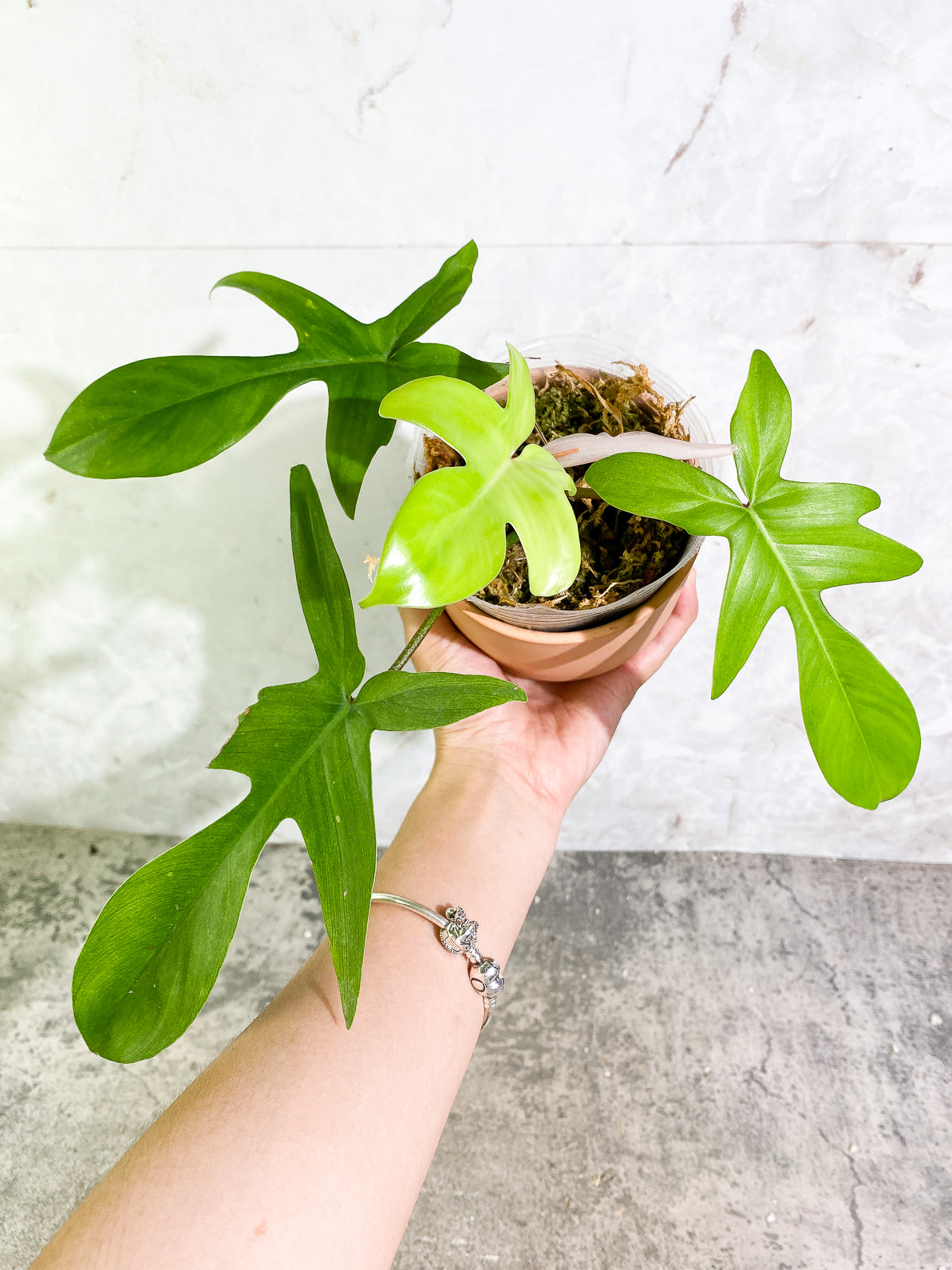 Philodendron Florida Ghost Mint 4 leaves 1 sprout rooted