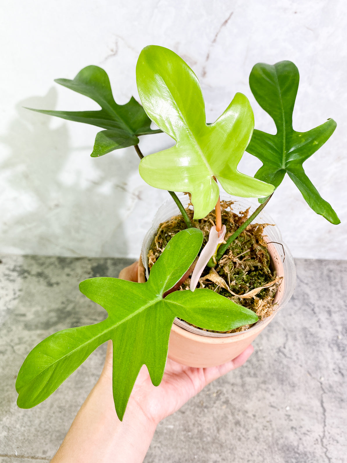 Philodendron Florida Ghost Mint 4 leaves 1 sprout rooted