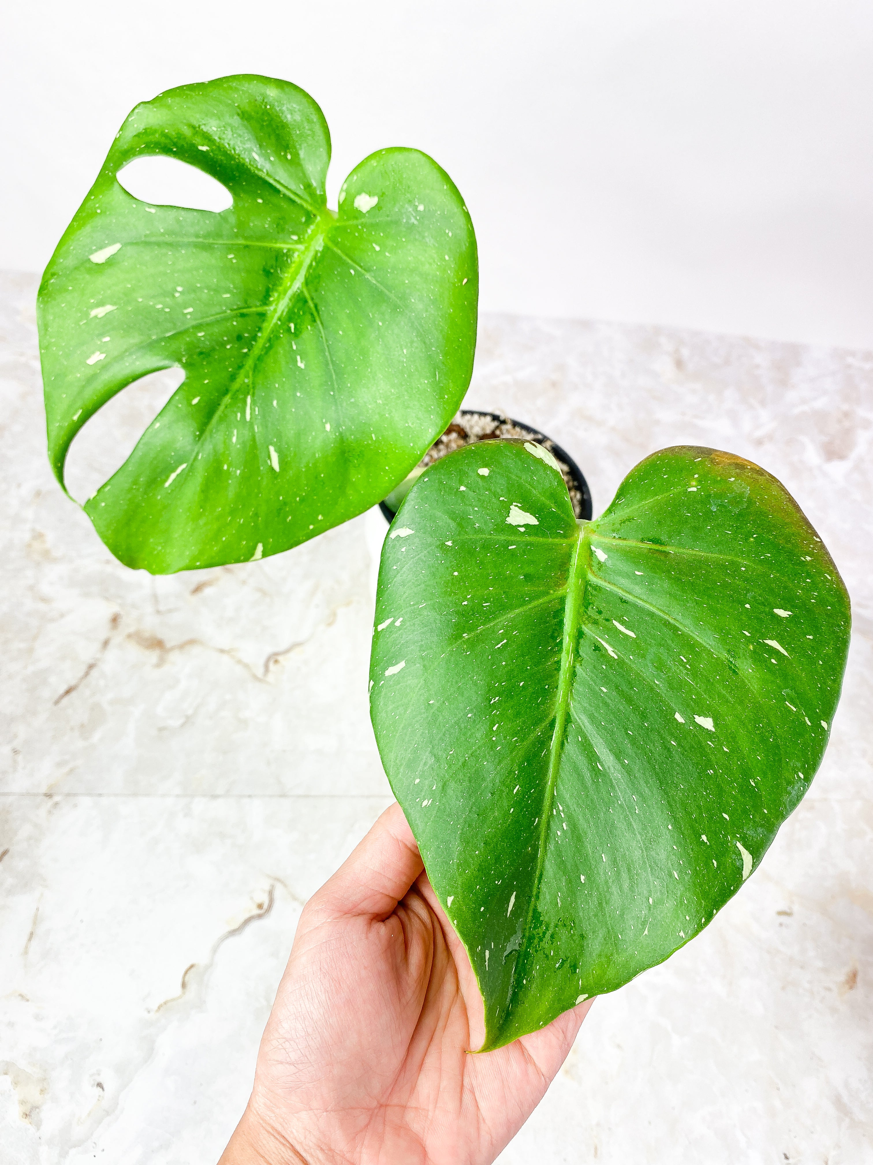 NOT FOR SALE: Monstera Thai Constellation Rooted