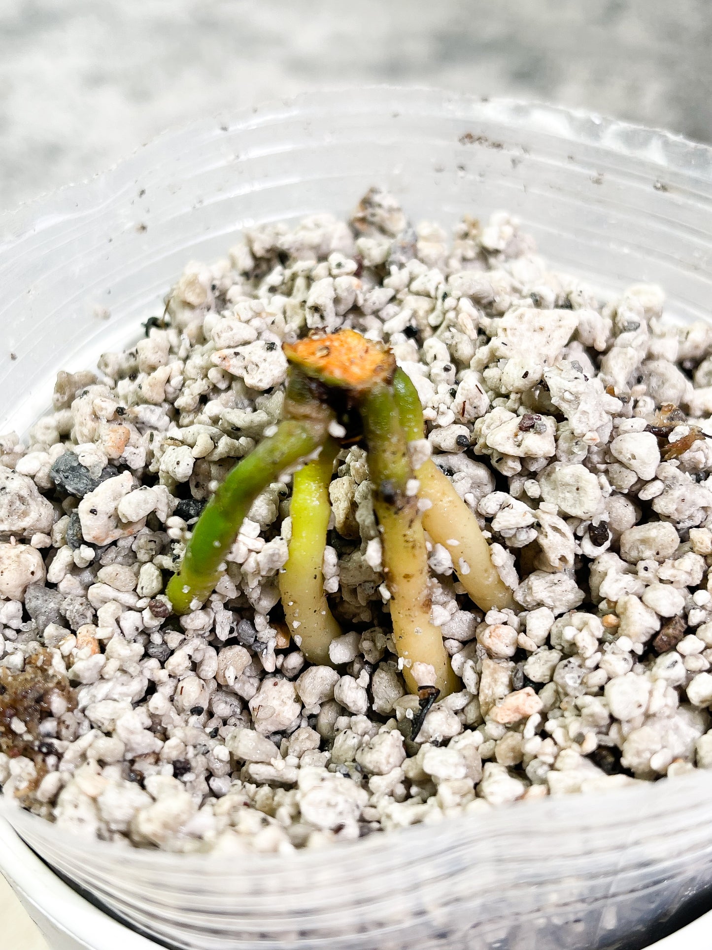 Anthurium King Clarinervium Slightly Rooted node