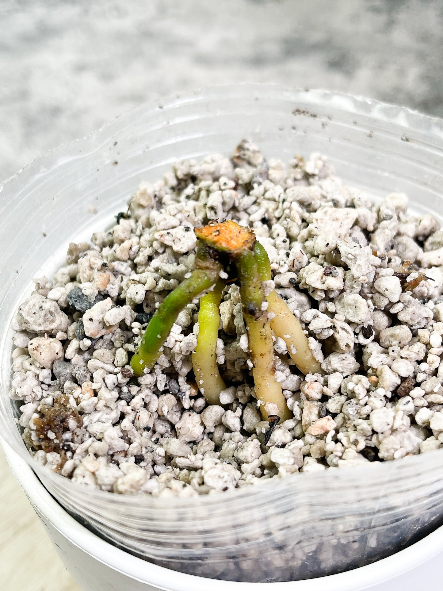 Anthurium King Clarinervium Slightly Rooted node