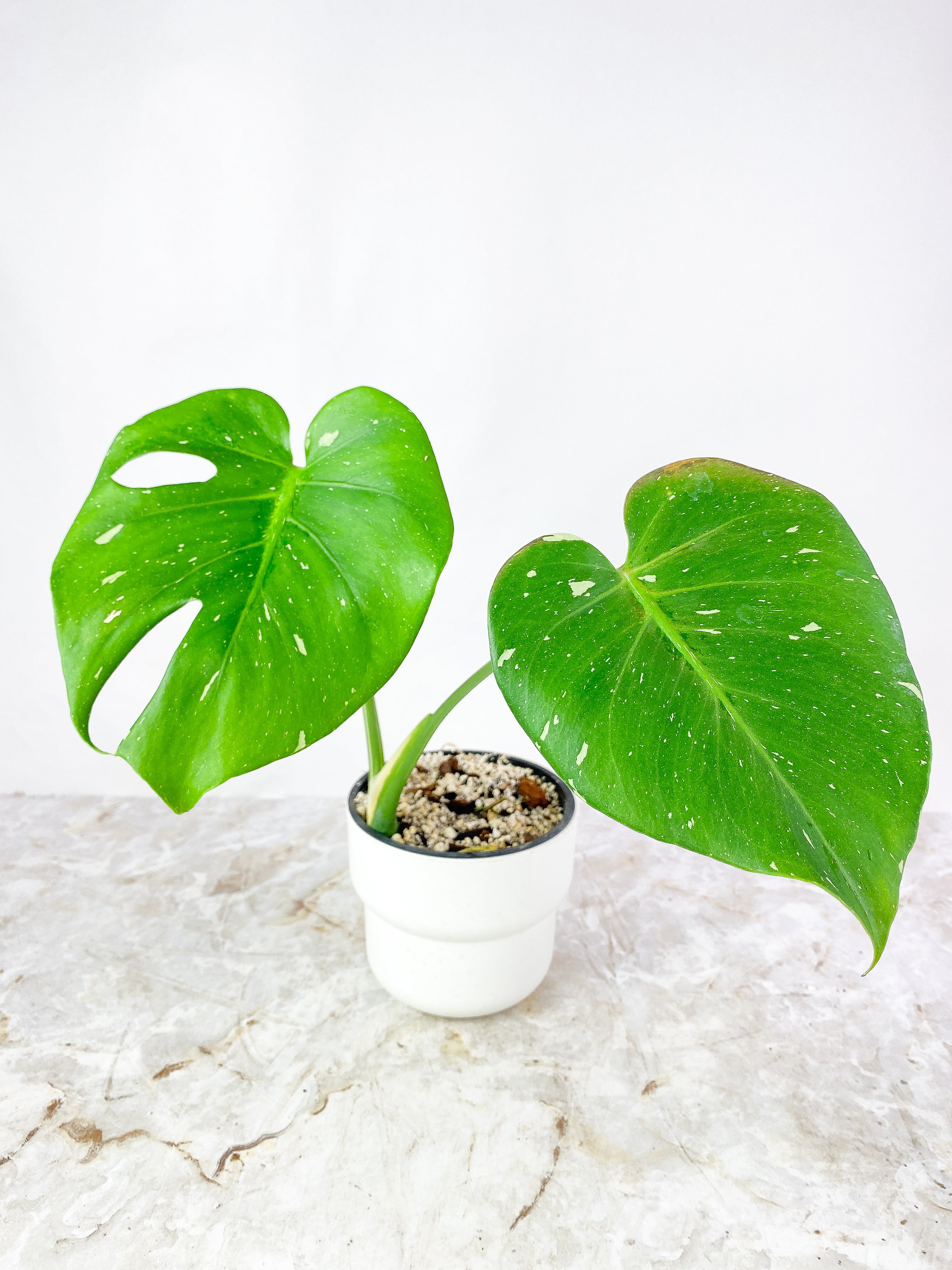 NOT FOR SALE: Monstera Thai Constellation Rooted