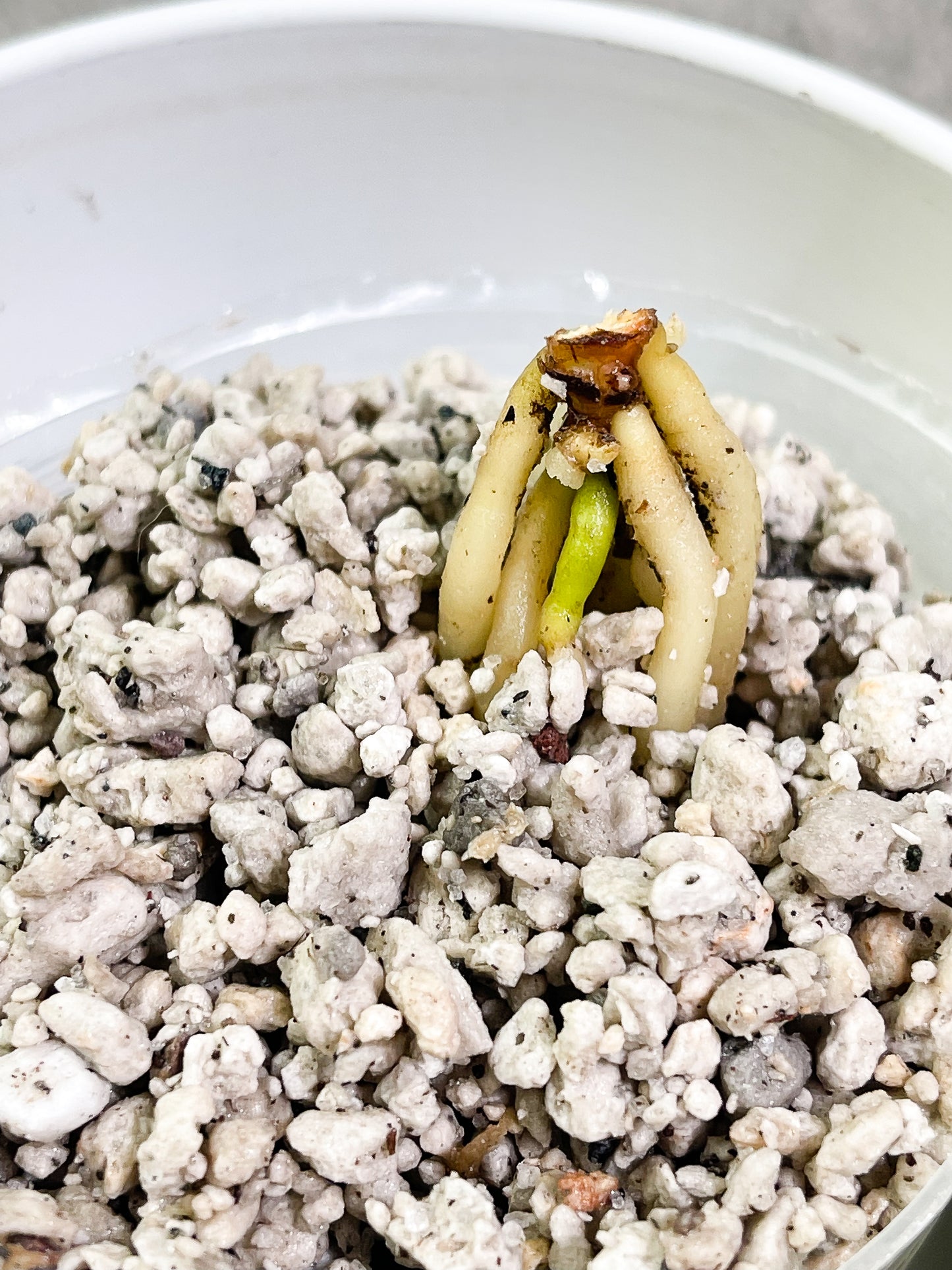 Anthurium King Clarinervium Slightly Rooted node 2 small sprouts