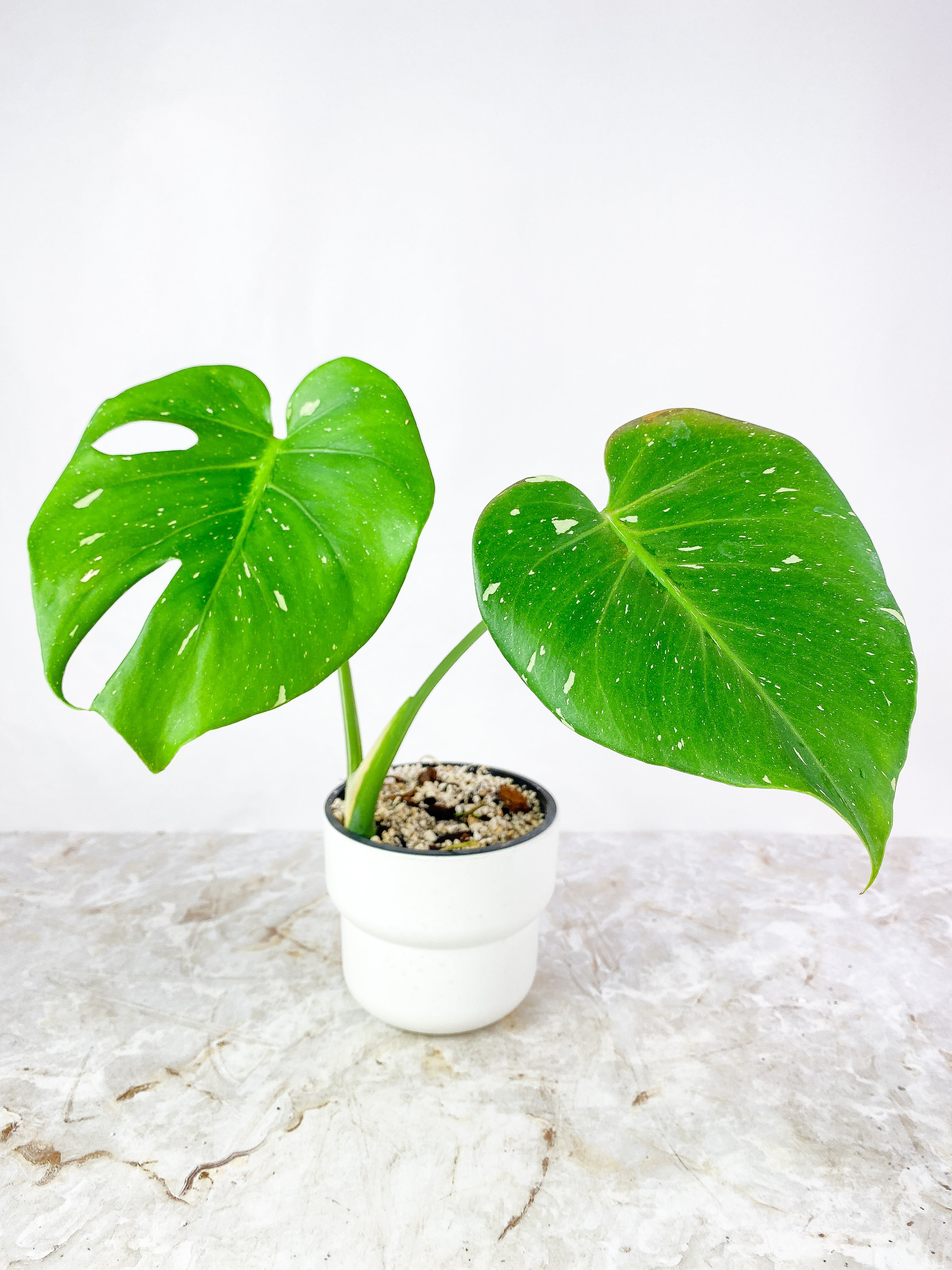 NOT FOR SALE: Monstera Thai Constellation Rooted