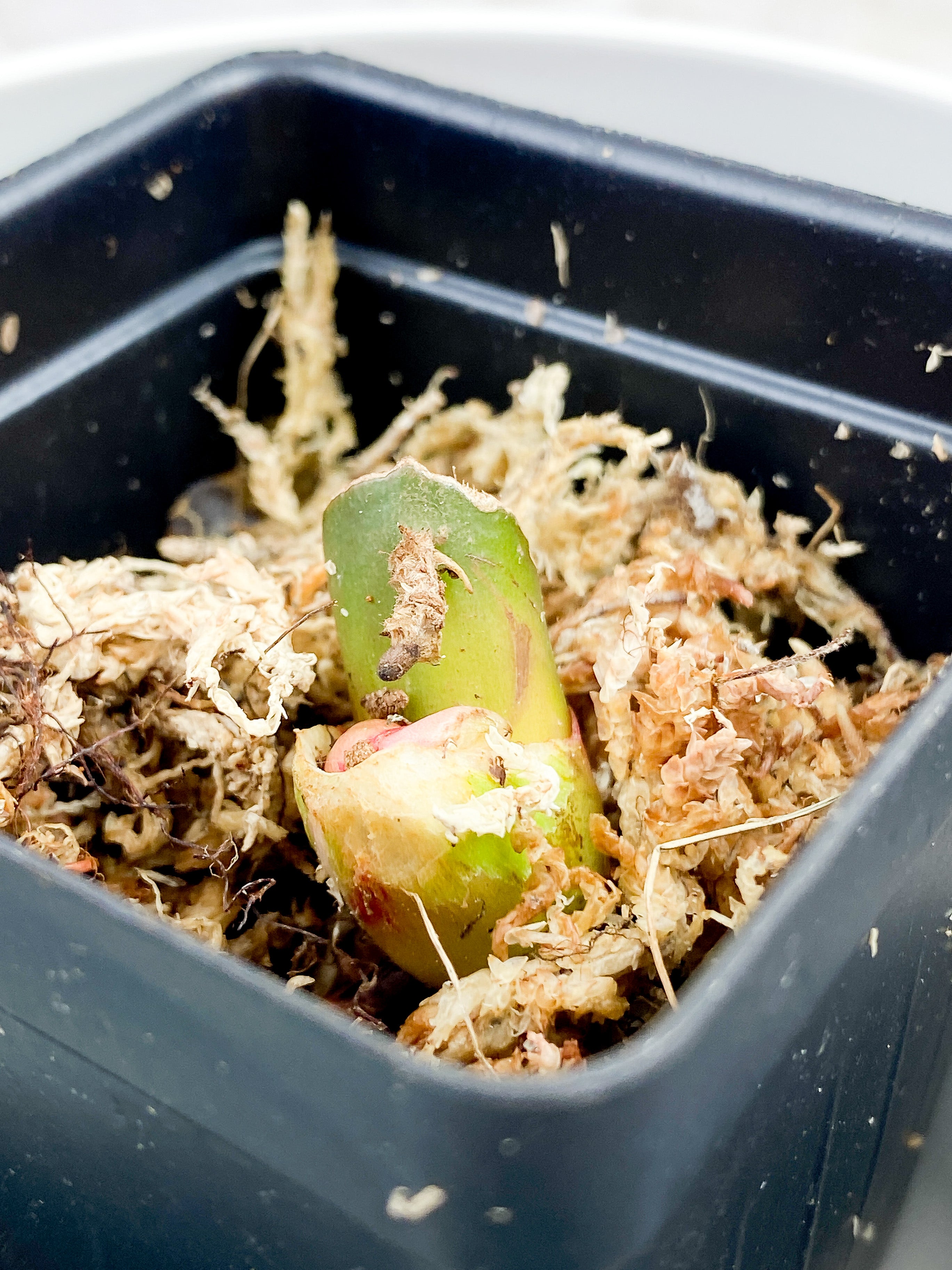 Philodendron White Princess Rooting sprout