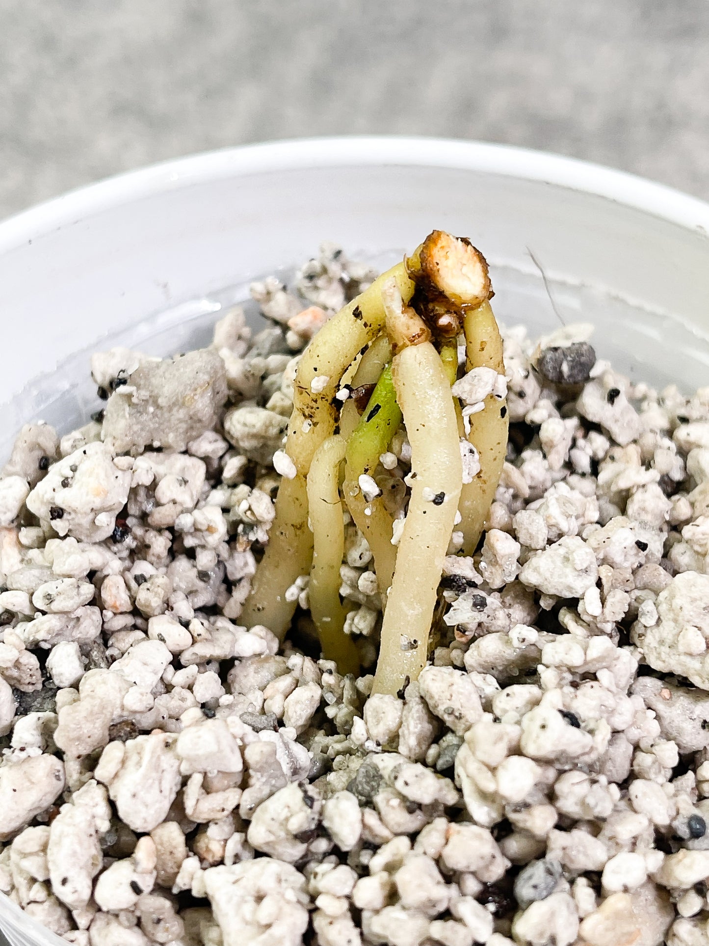 Anthurium King Clarinervium Slightly Rooted node 2 small sprouts