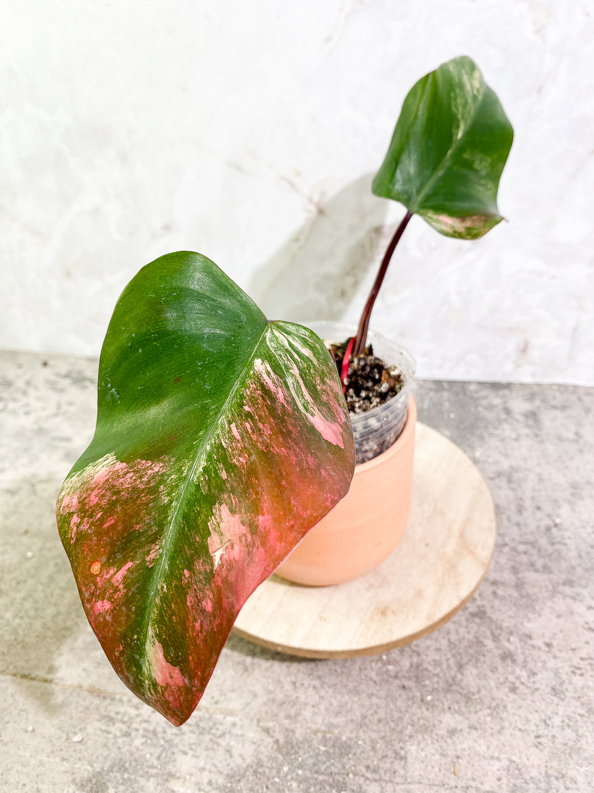 Philodendron Strawberry Shake 2 leaves 1 sprout slightly rooted