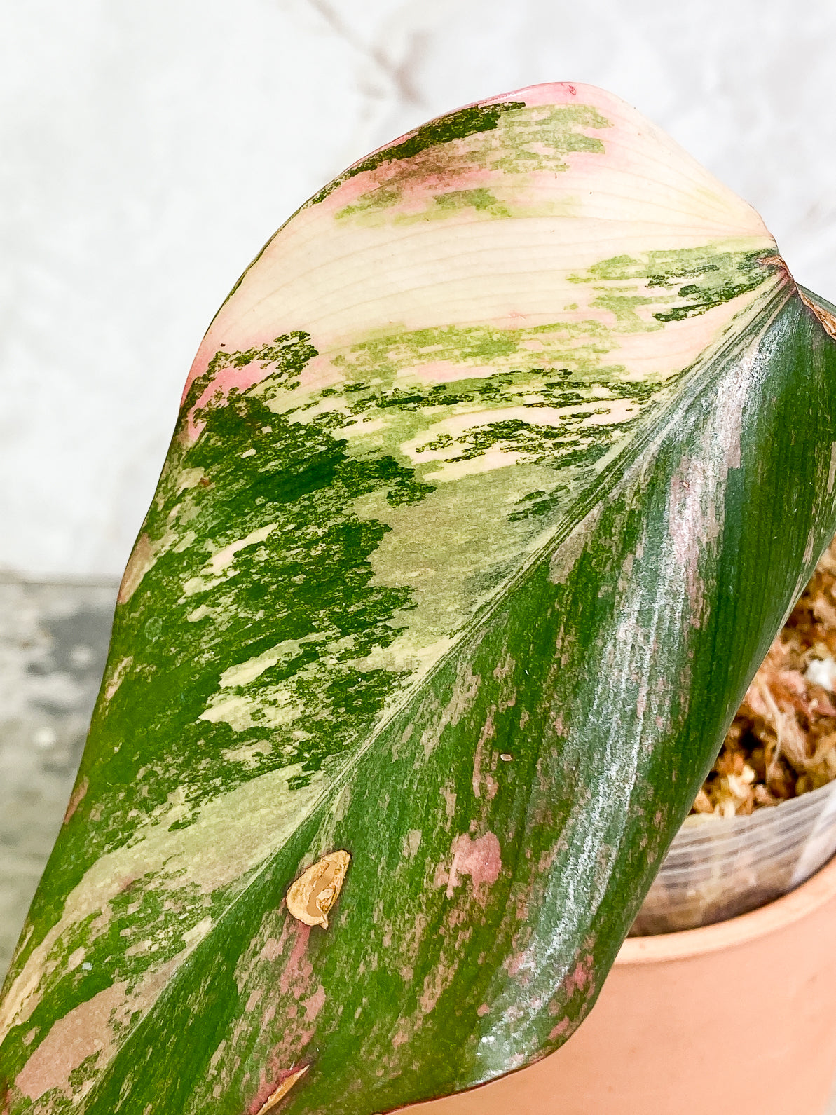 Philodendron Strawberry Shake 1 leaf slightly rooted