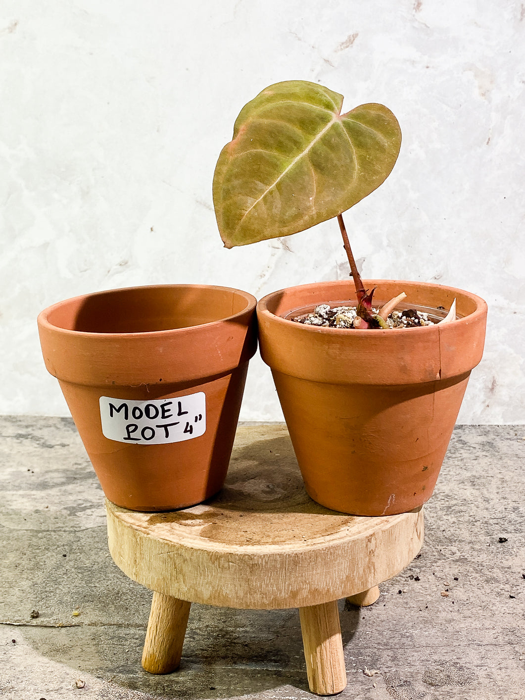 Anthurium Raven Heart (Ace of Spades x Papillillamium) 1 leaf Rooted