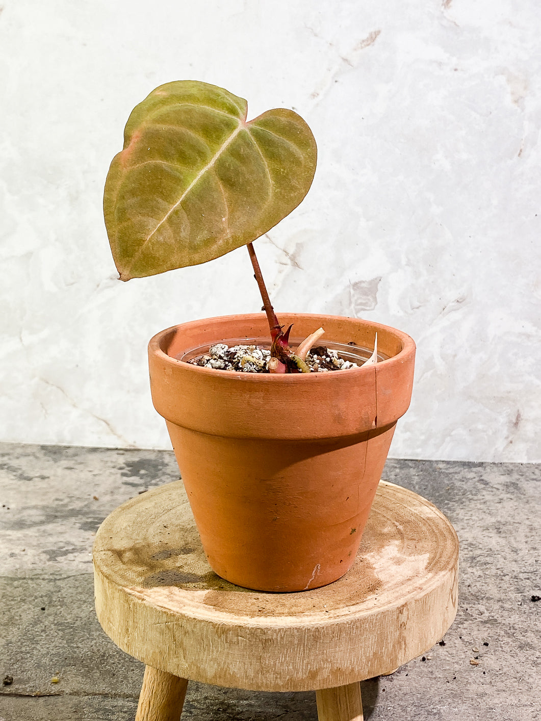 Anthurium Raven Heart (Ace of Spades x Papillillamium) 1 leaf Rooted